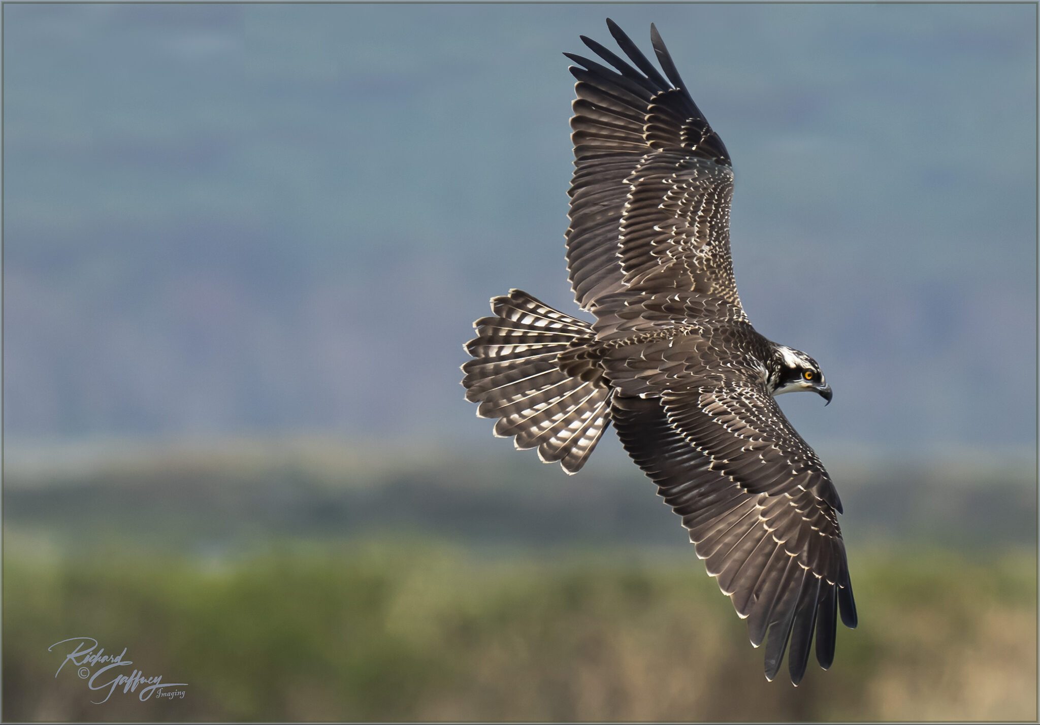 Osprey Flight Forsythe Aug 14  MM.jpg