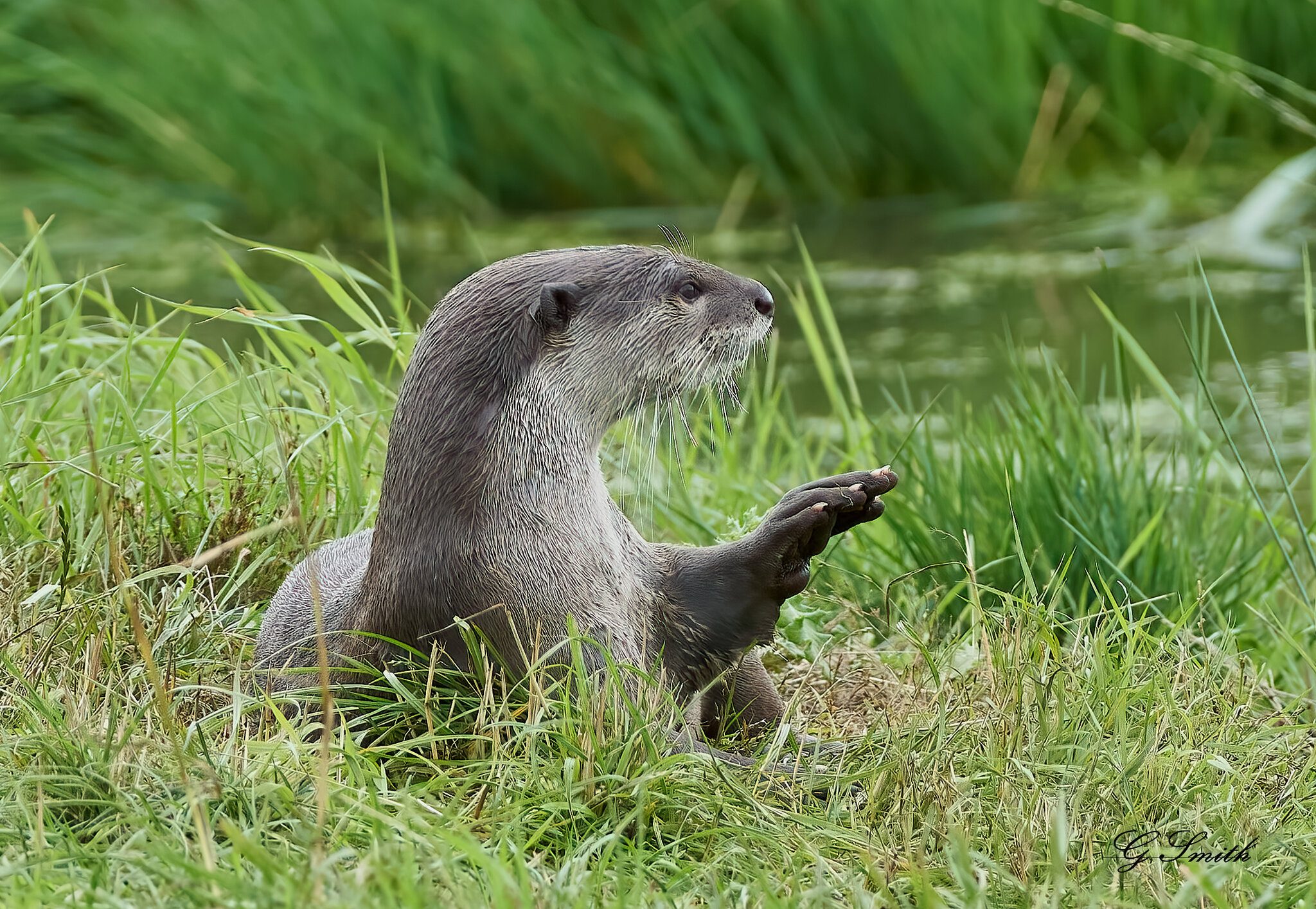 otter a99ii minolta 400 4.5 2020 1.jpg