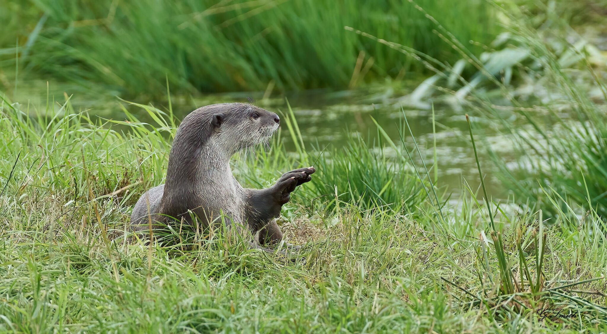 otter a99ii minolta 400 4.5  2020.jpg