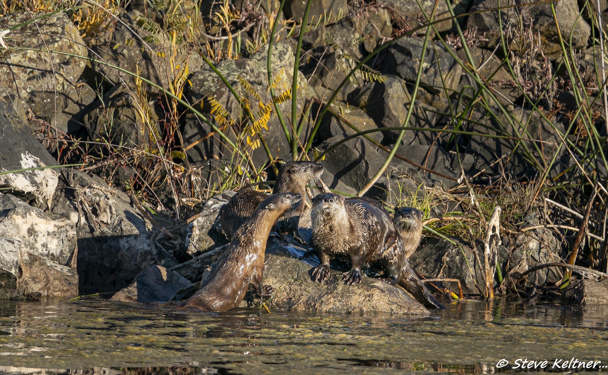 OtterFamily101019N-5637.jpg