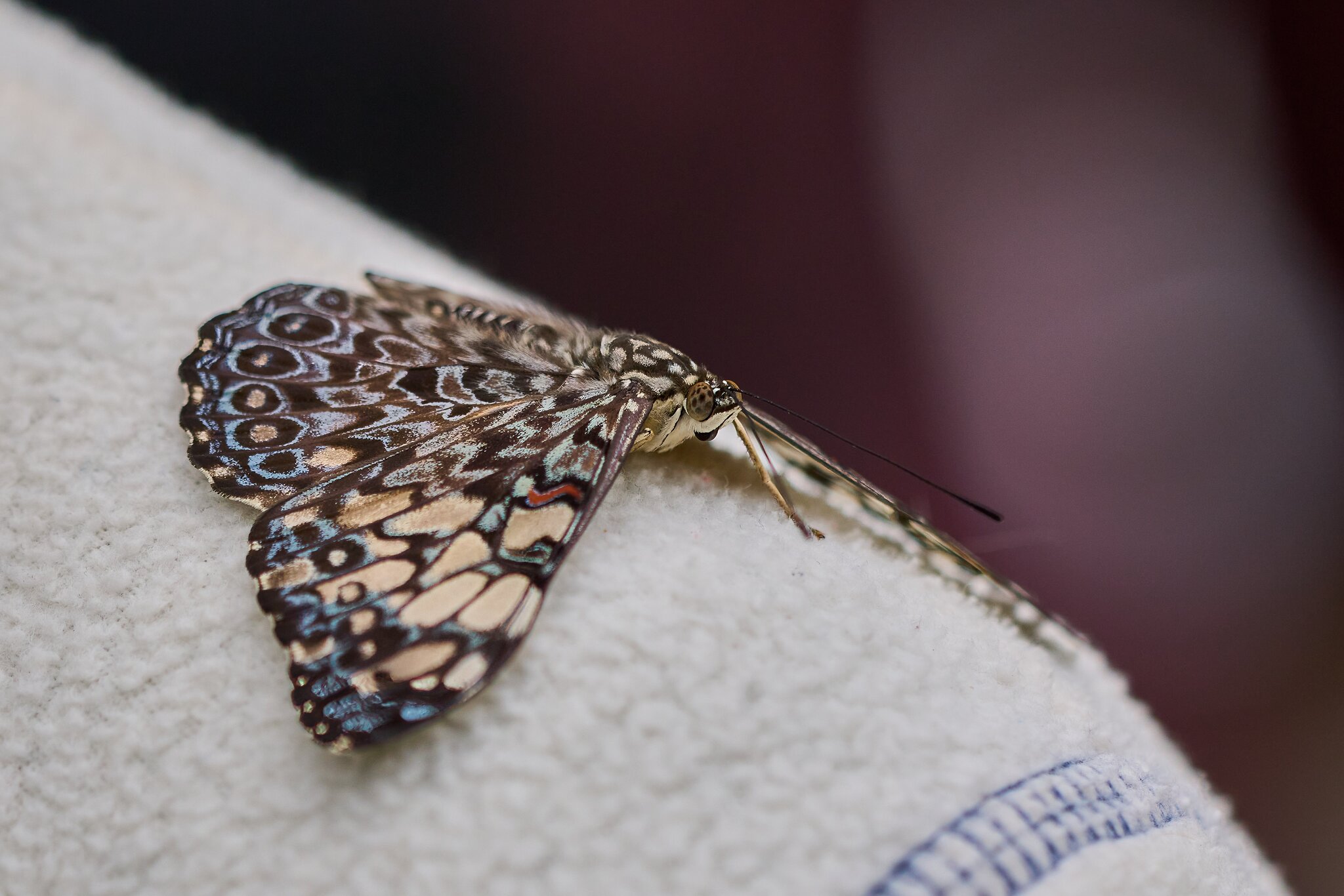 Owl Butterfly -South Coast Botanical Gardens - 05162024 - 01- DN.jpg