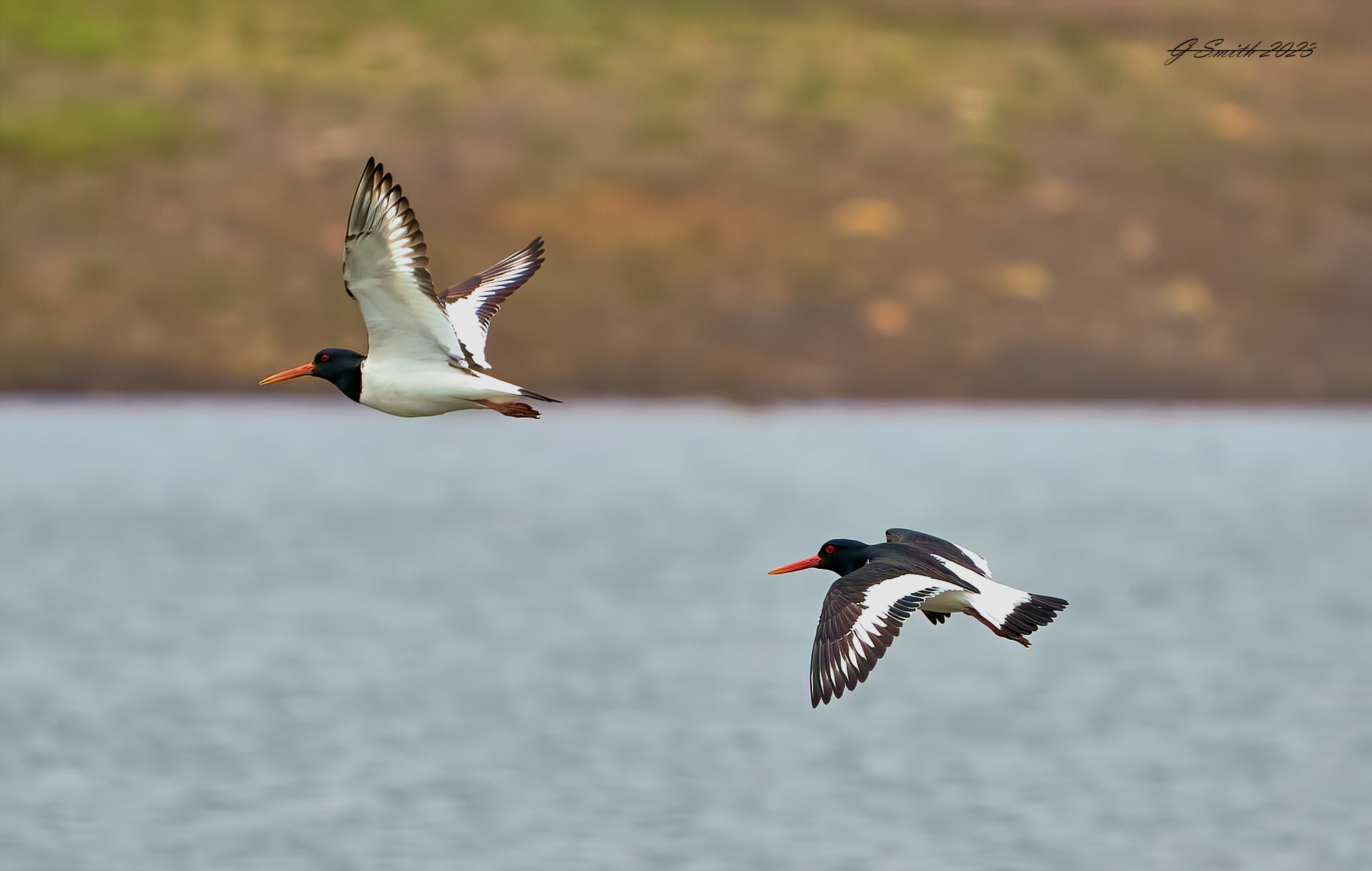 oyster catcher 2023.jpg