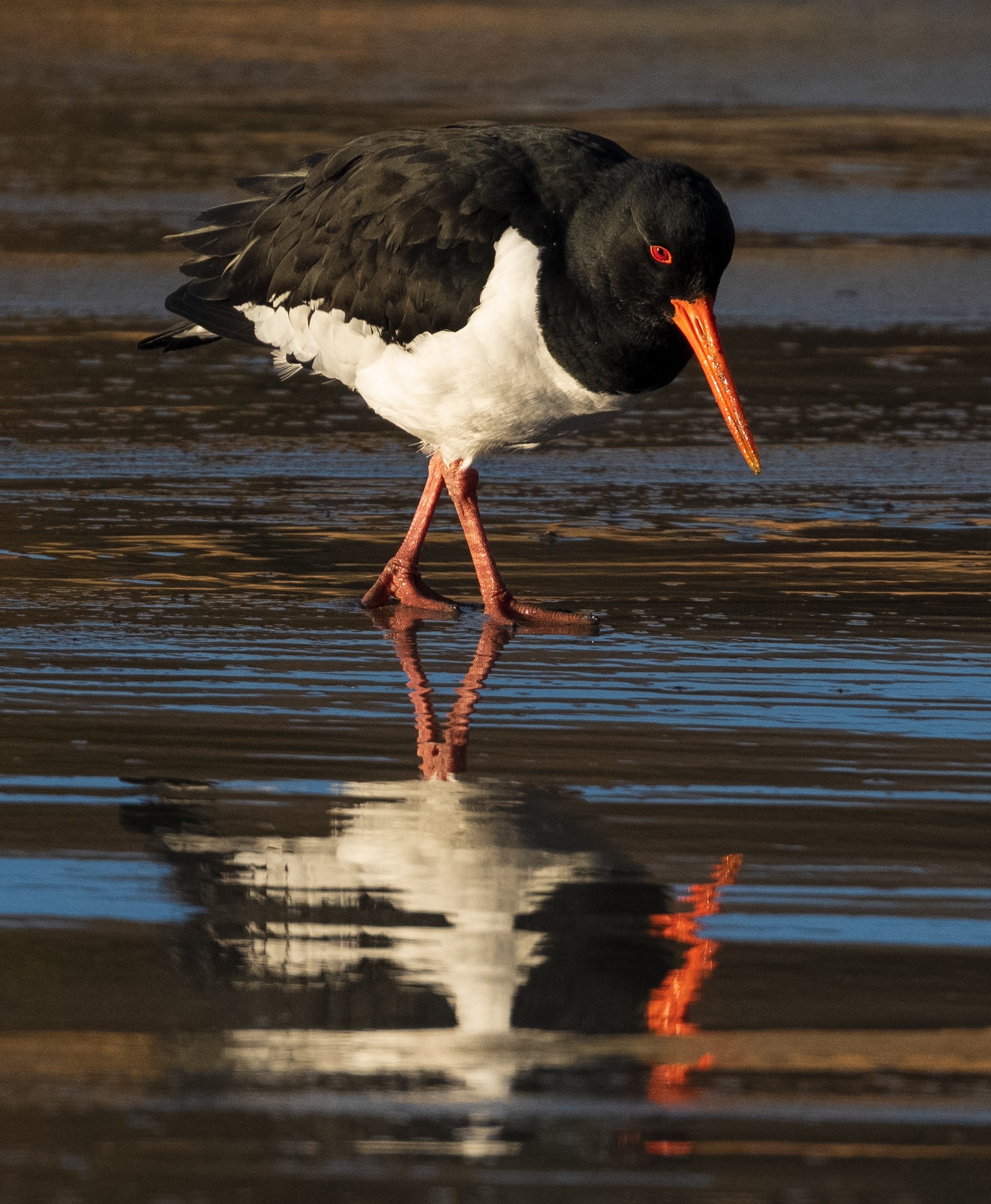 Oyster catcher with reflection.