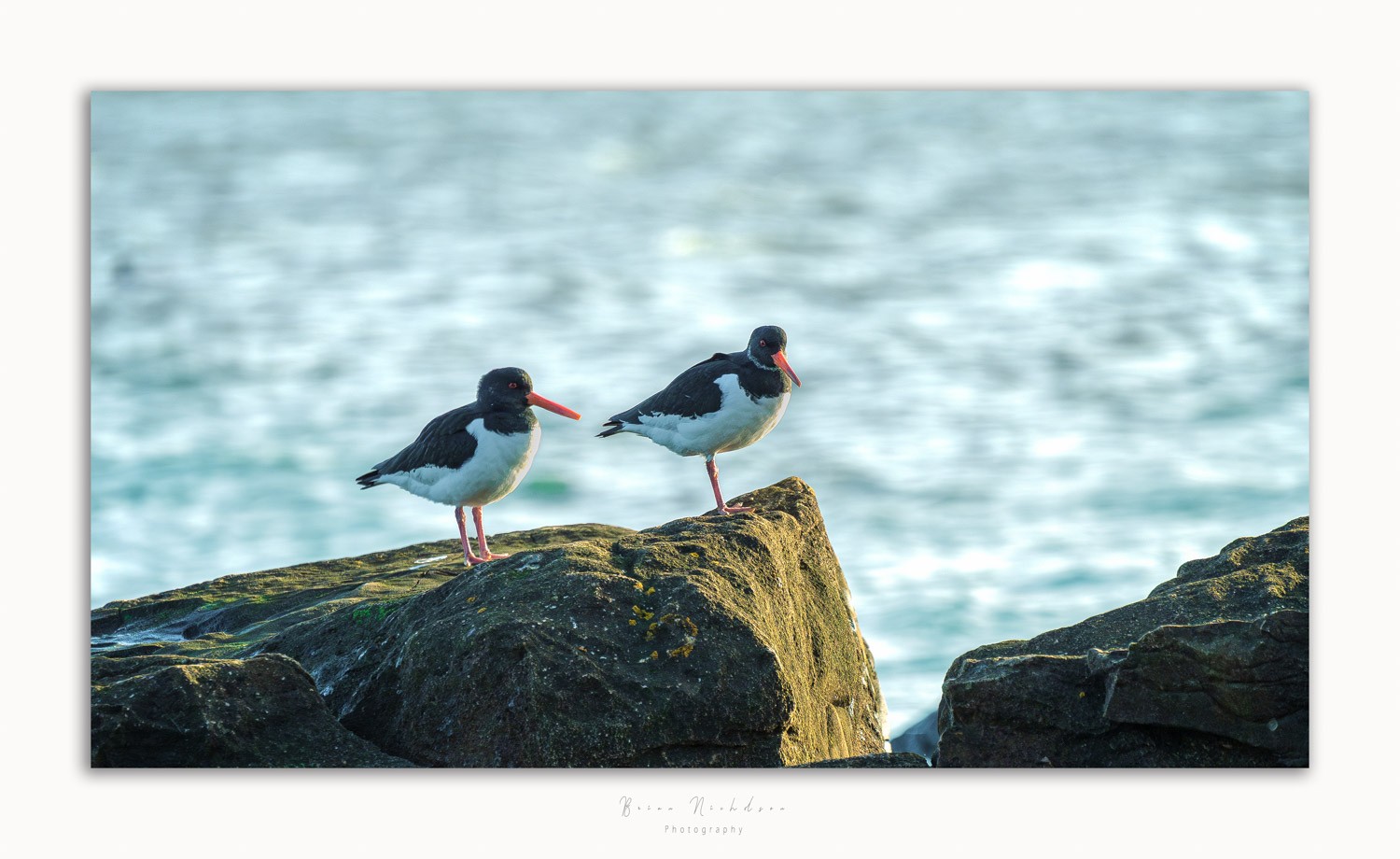 Oyster Catchers - Balancing act