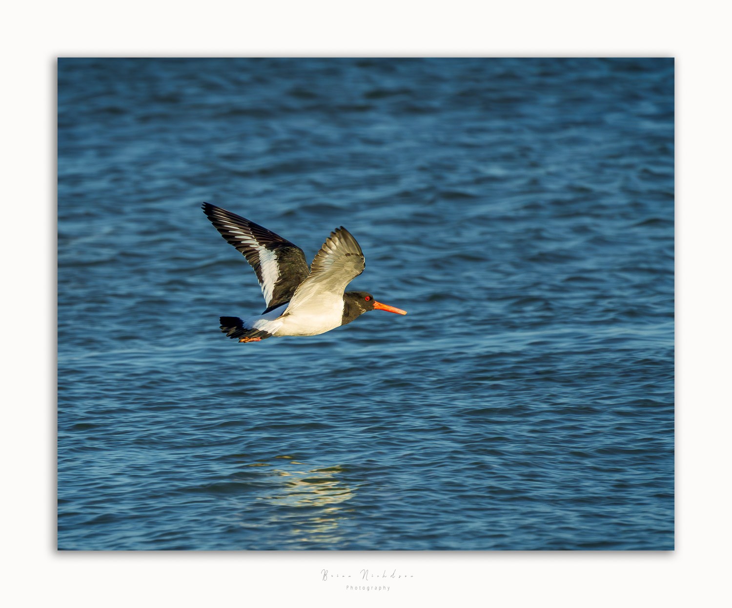 Oyster Catchers - Low Level Flight