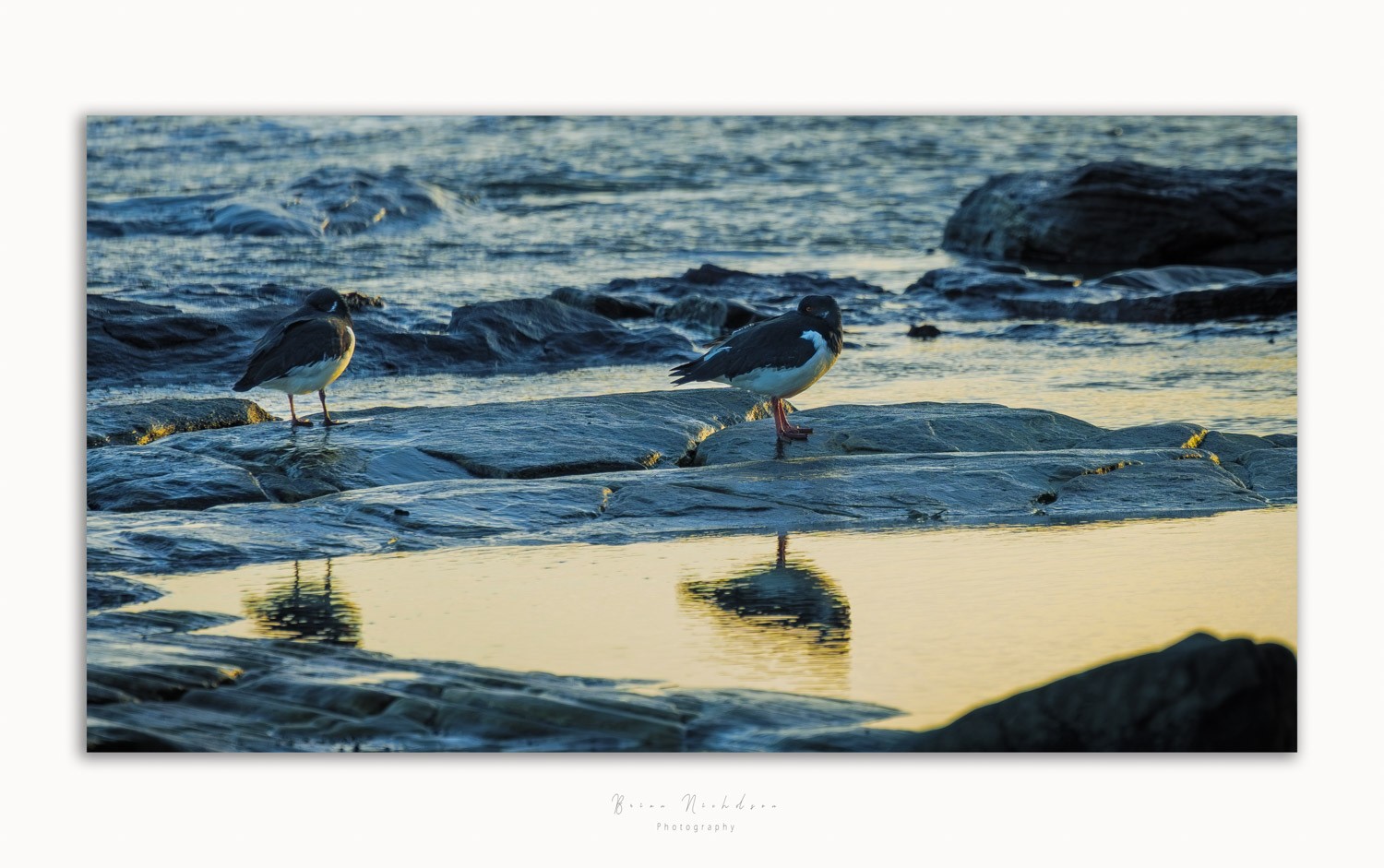 Oyster Catchers - Reflections