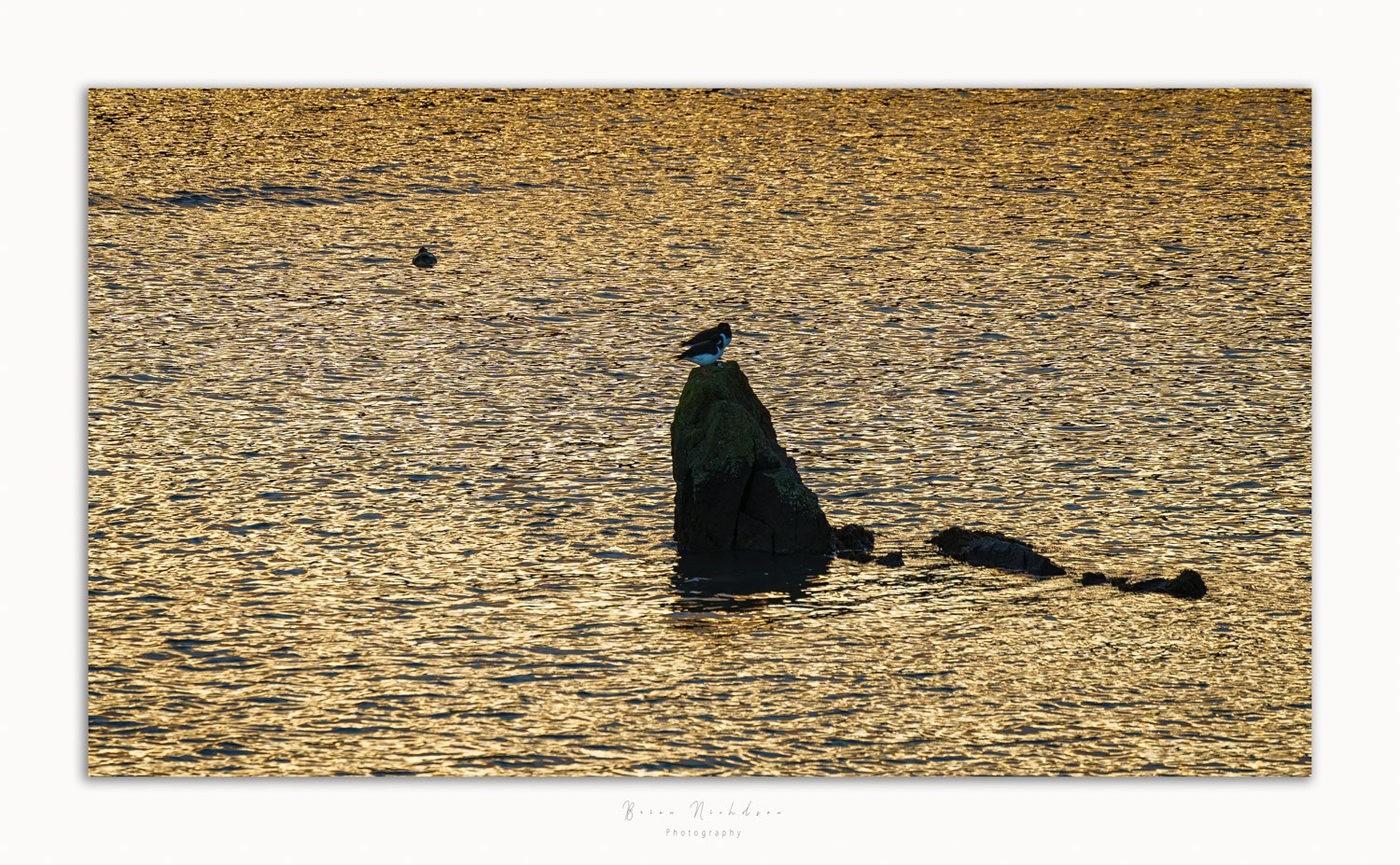 Oyster Catchers - Rock at sunset