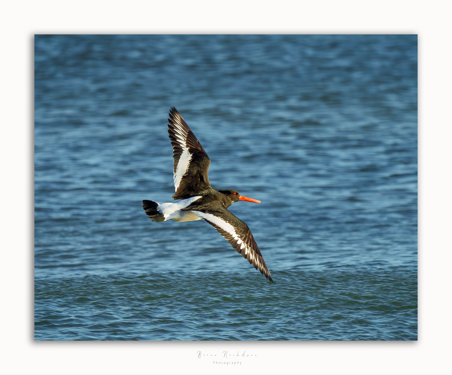 Oyster Catchers - Wings Spread