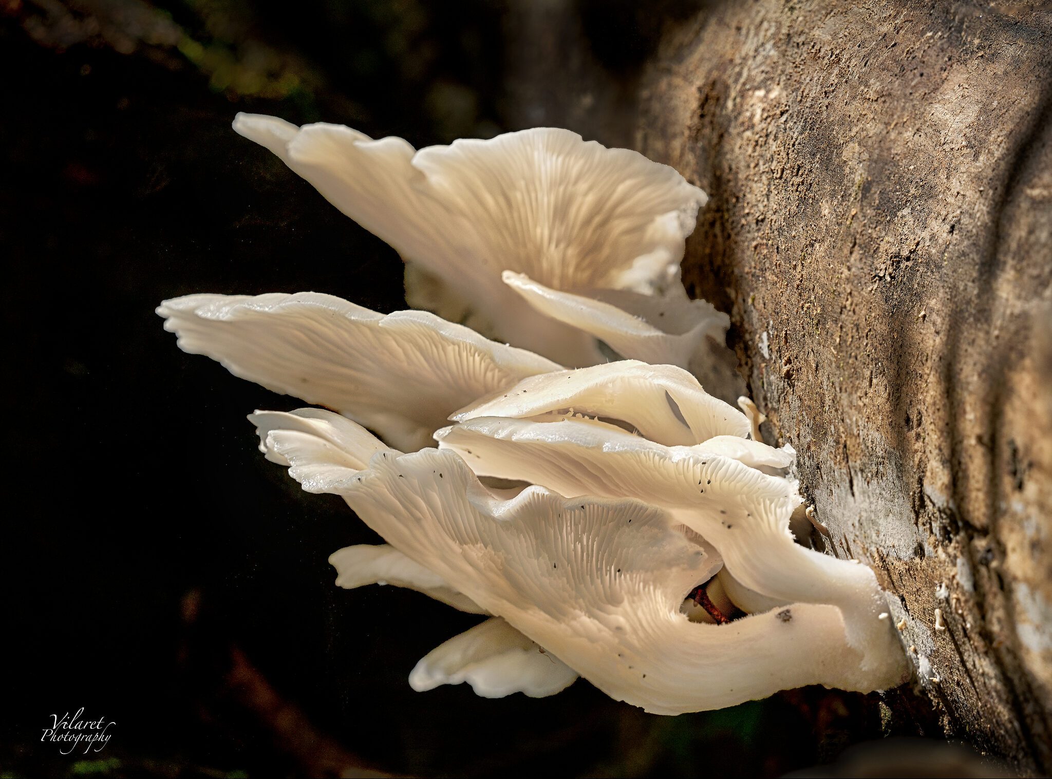 Oyster Mushrooms.jpg