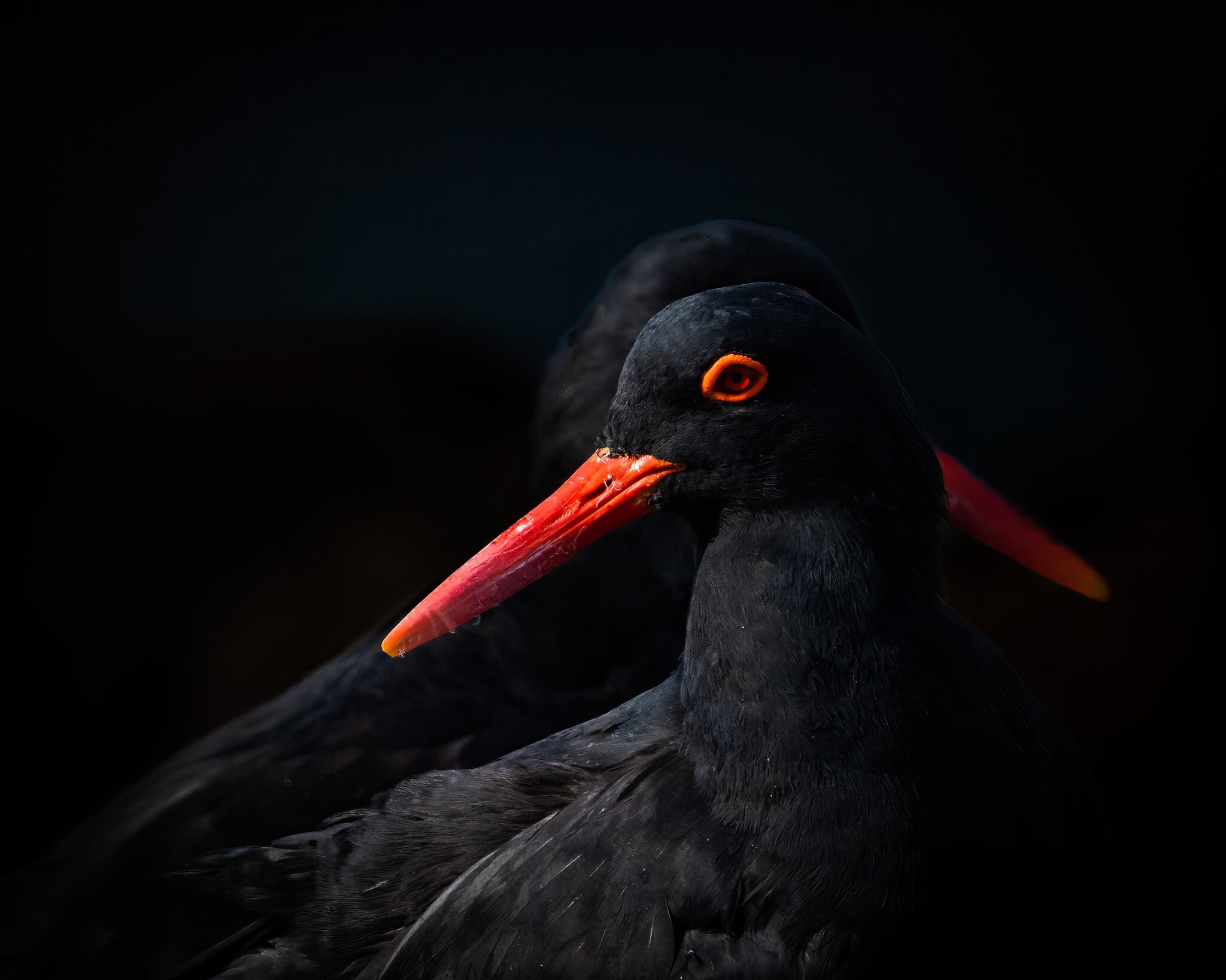 oystercatcher.jpg