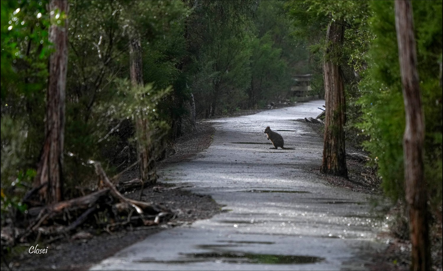 Pademelon r.jpg