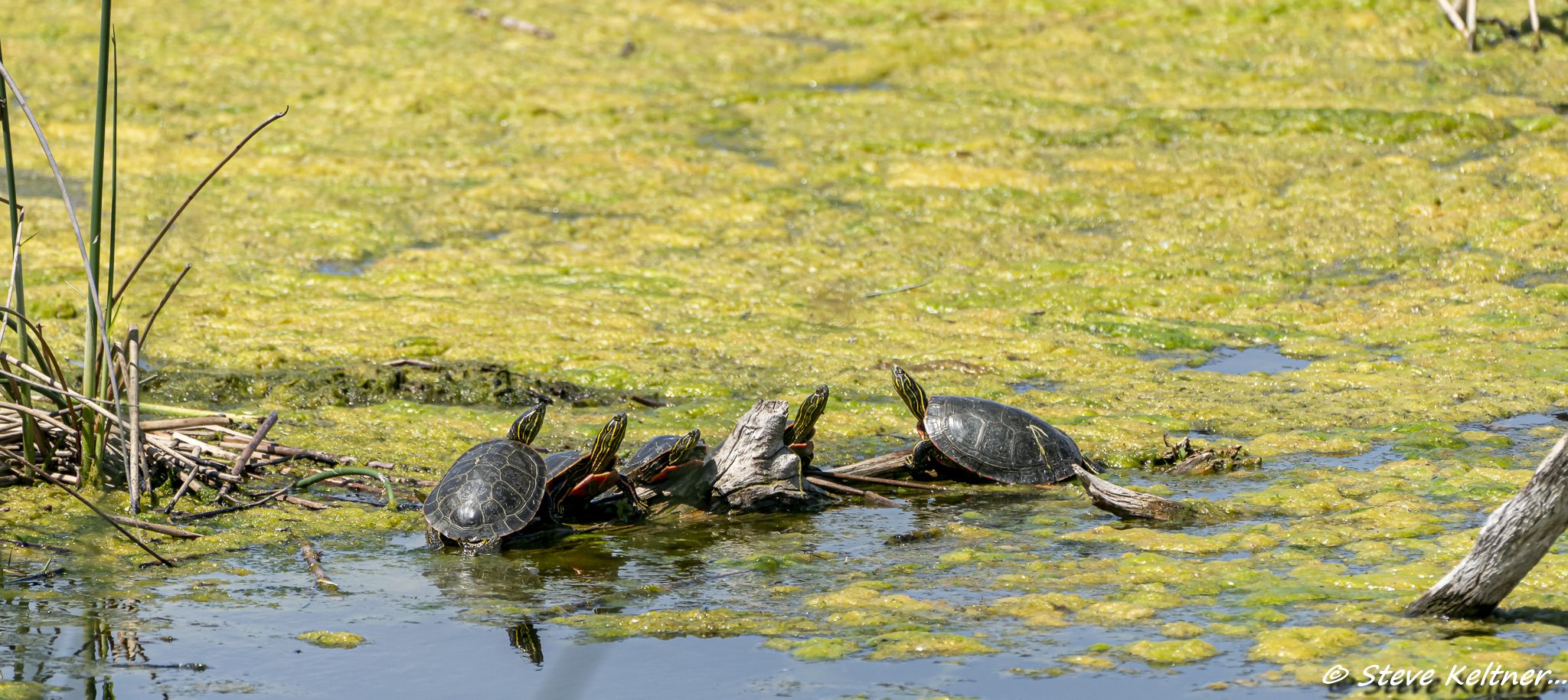 PaintedTurtles052319N-1488.jpg