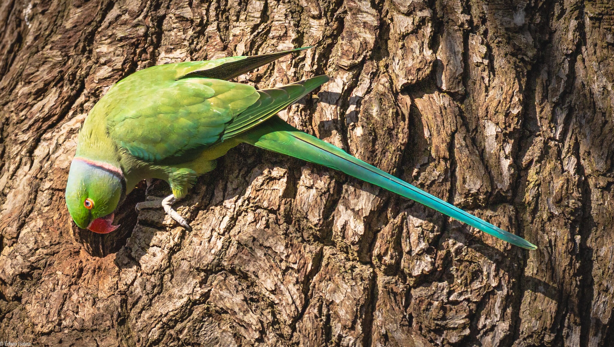 parrot_visiting_home_oxleys_wood-3.jpg