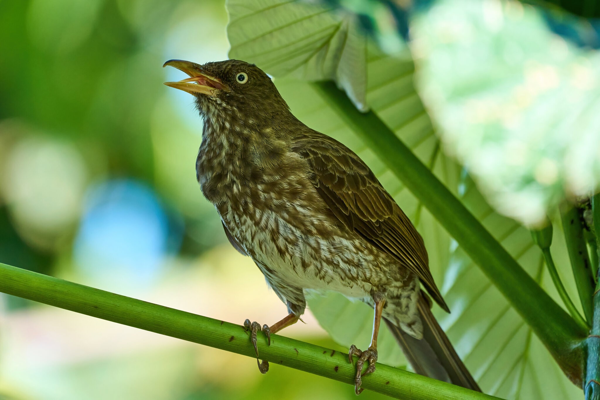 Pearly-Eyed Thrasher - Luquillo PR - 03072023 - 01-DN.jpg