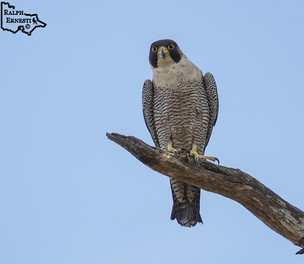 Peregrine Falcon 16-11-2024 (150).JPG