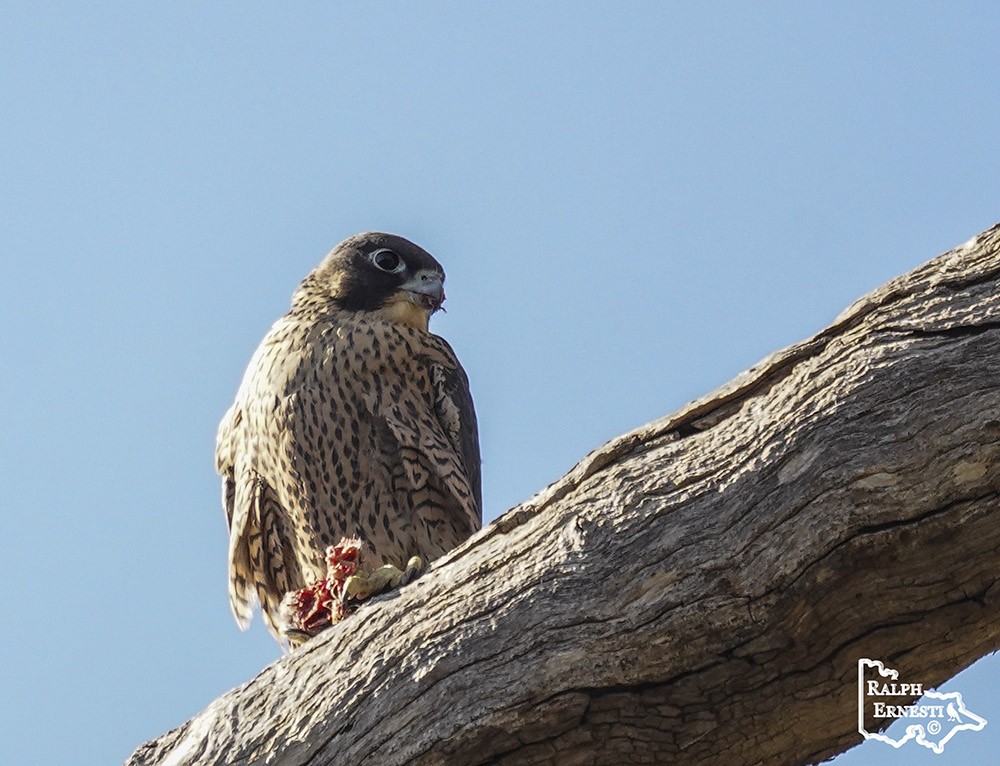 Peregrine Falcon 16-11-2024 (571).JPG