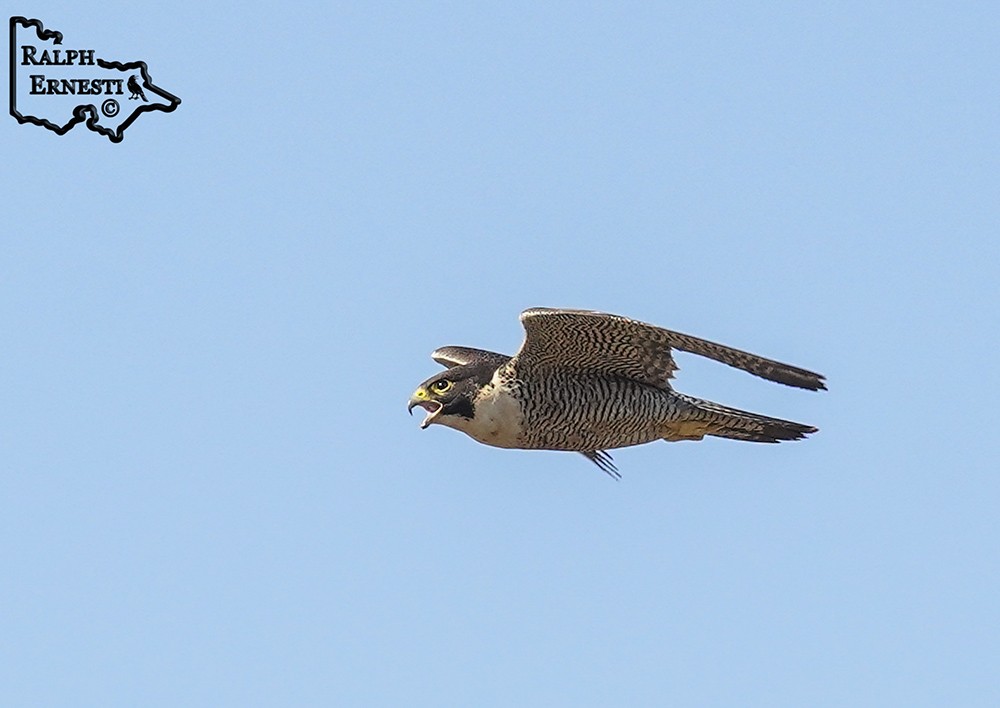 Peregrine Falcon 16-11-2024 (61).JPG