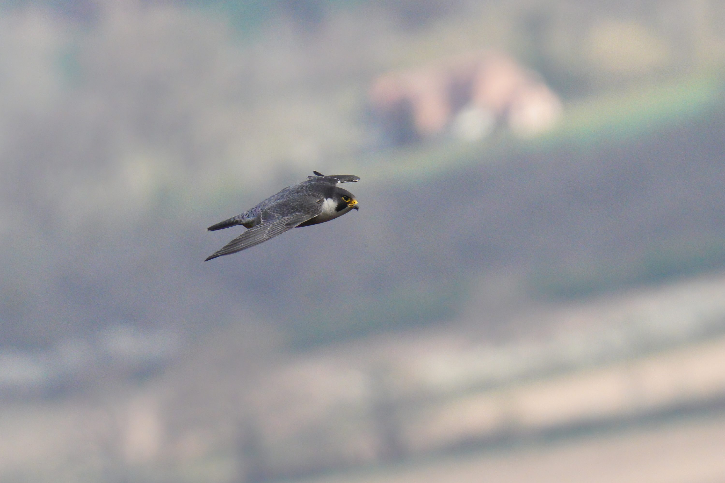 Peregrine Falcon