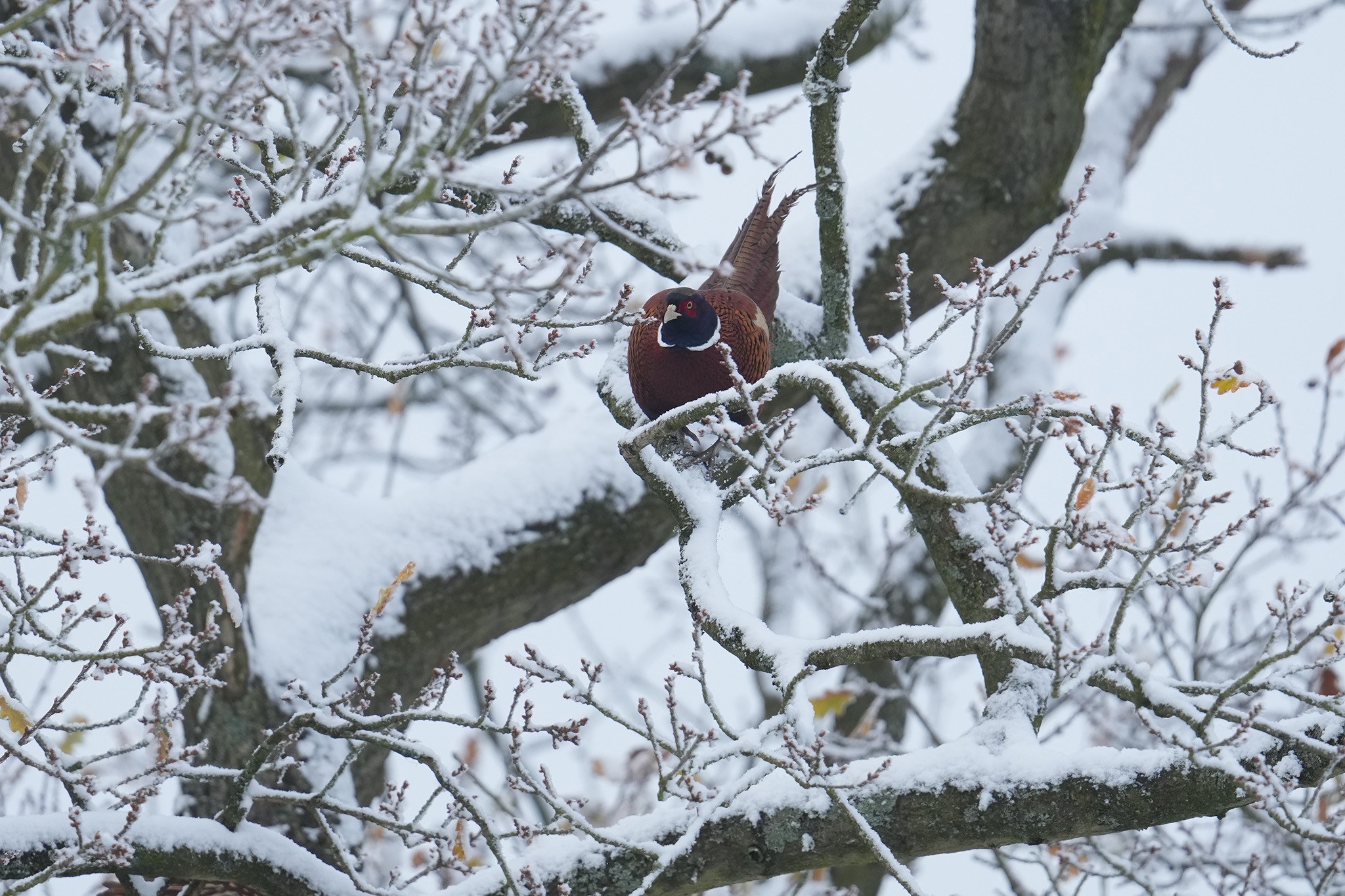 Pheasant-DSC09995-2048px.jpg