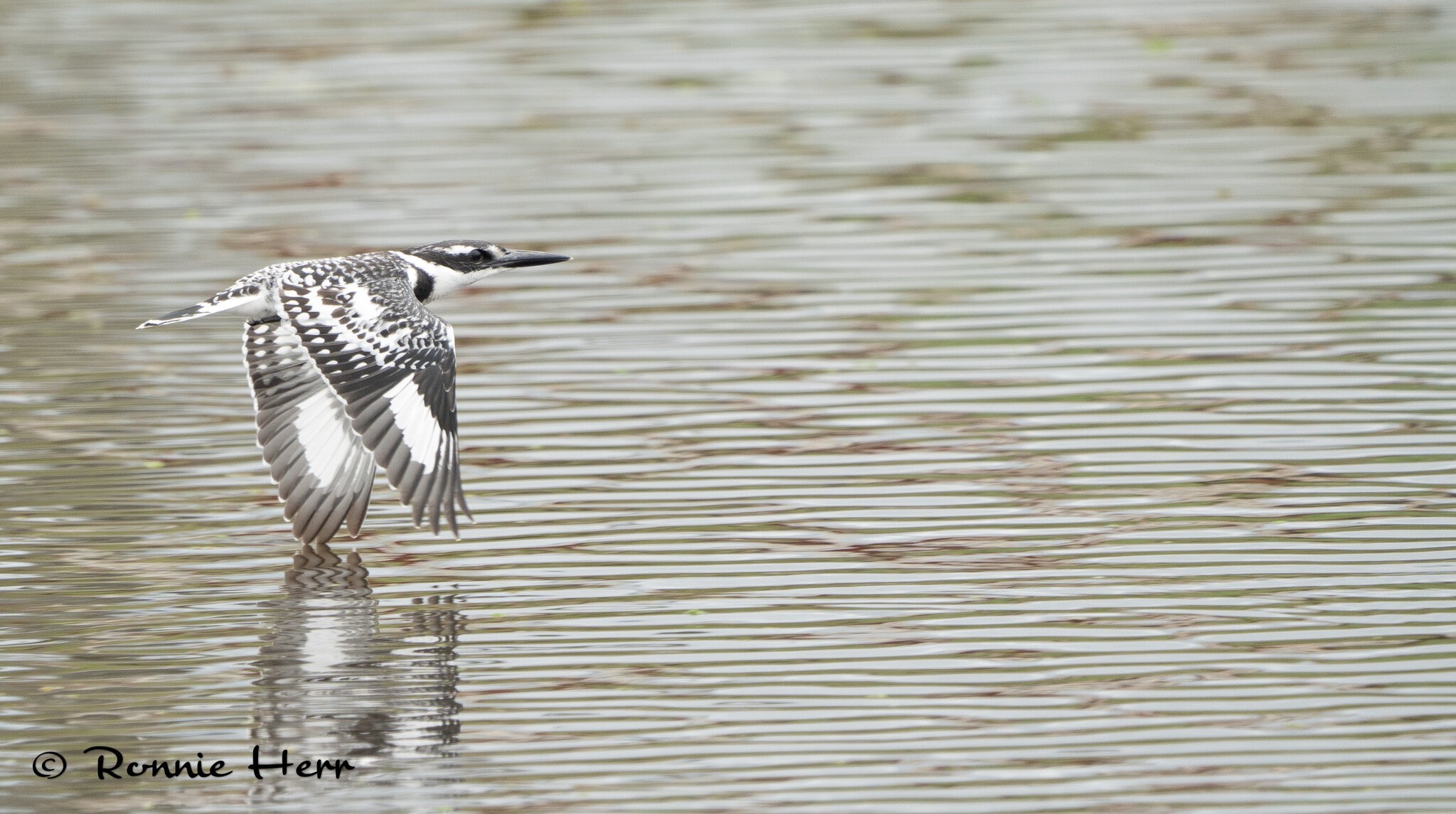 Pied Kingfisher-1.jpg