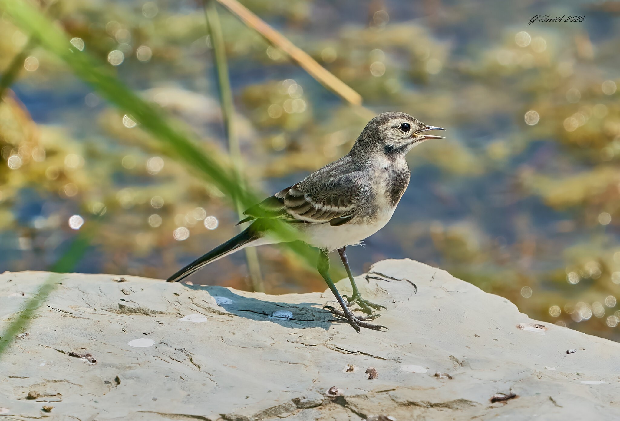 pied wagtail 2023 14.jpg