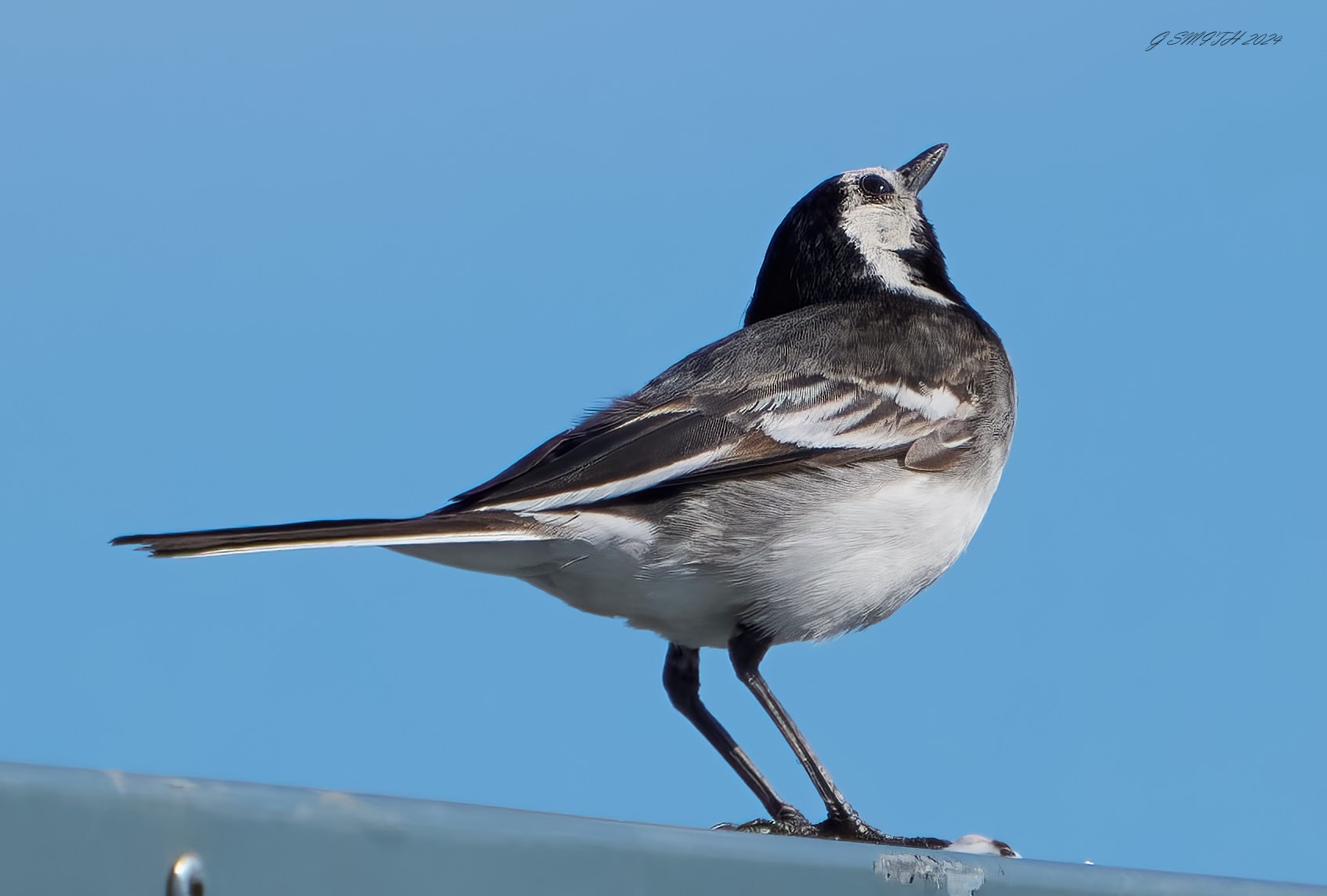 pied wagtail 2024 7.jpg