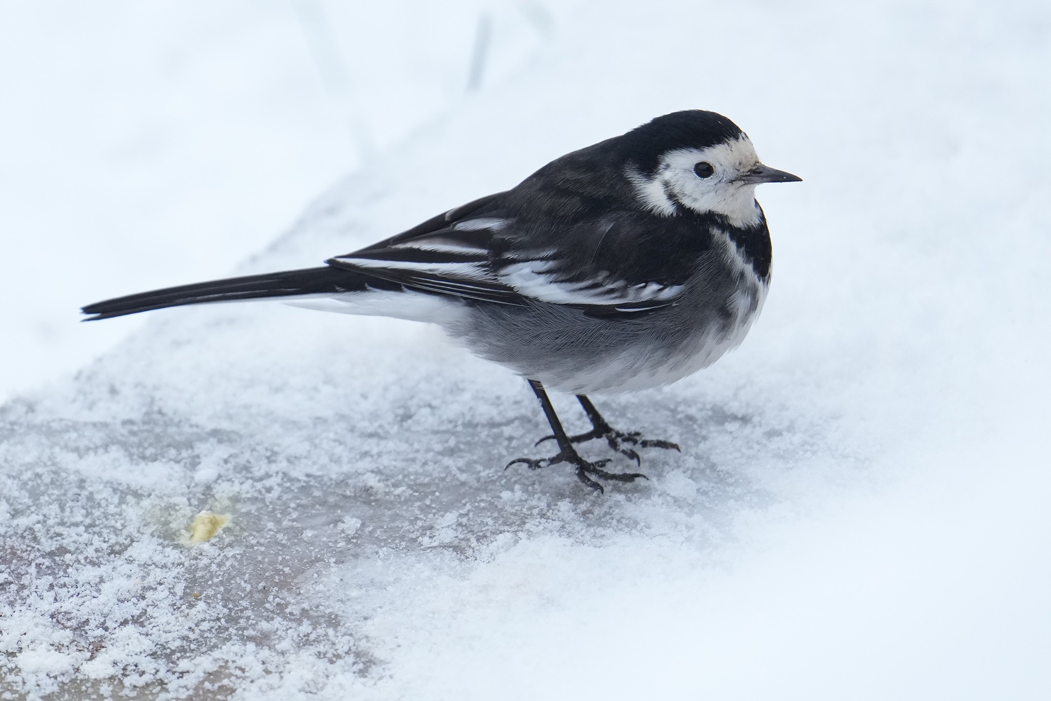 Pied-Wagtail-DSC07964-2048px.jpg