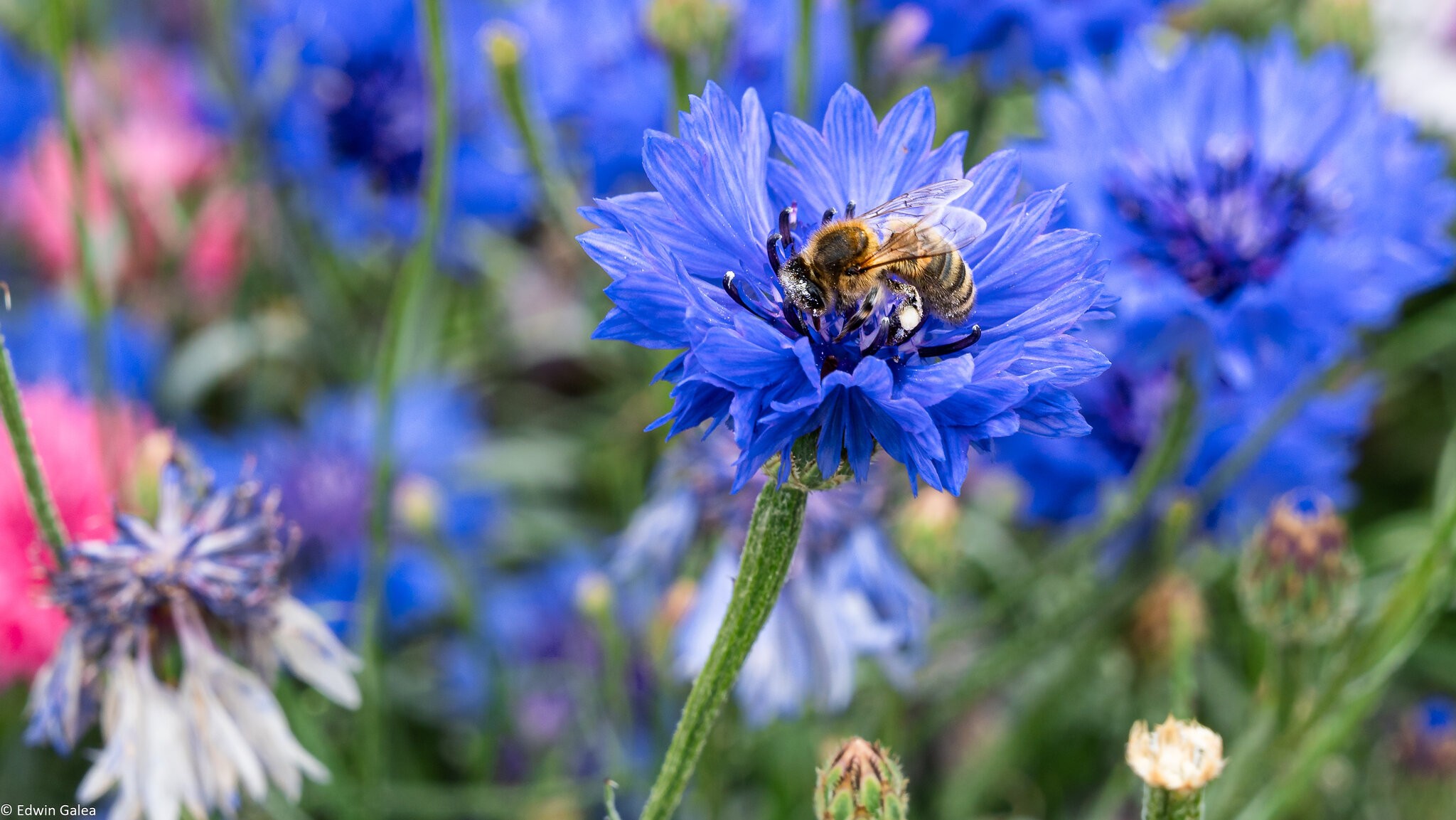 pig in the forest bee in garden-2.jpg