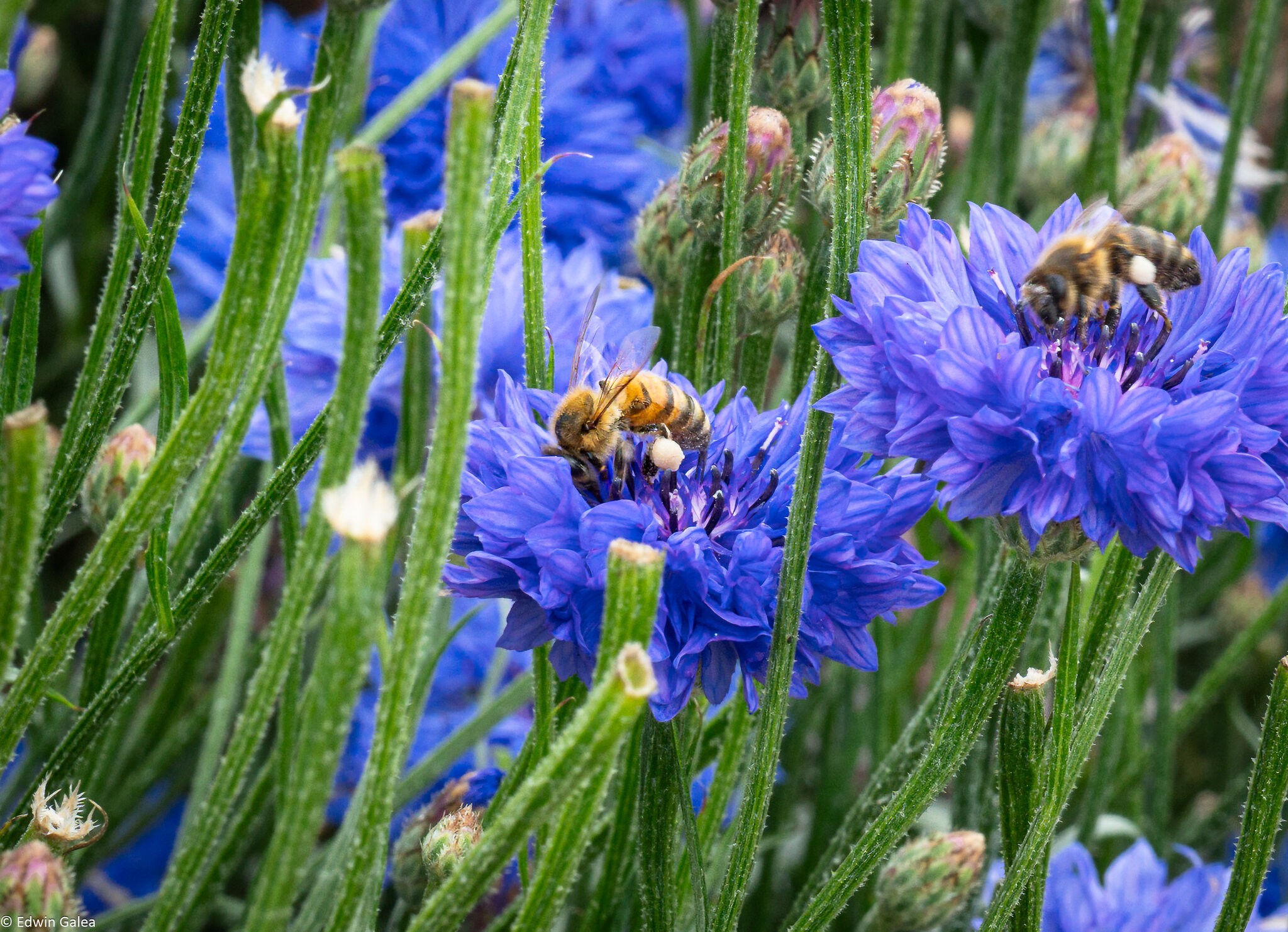 pig in the forest bee in garden-3.jpg