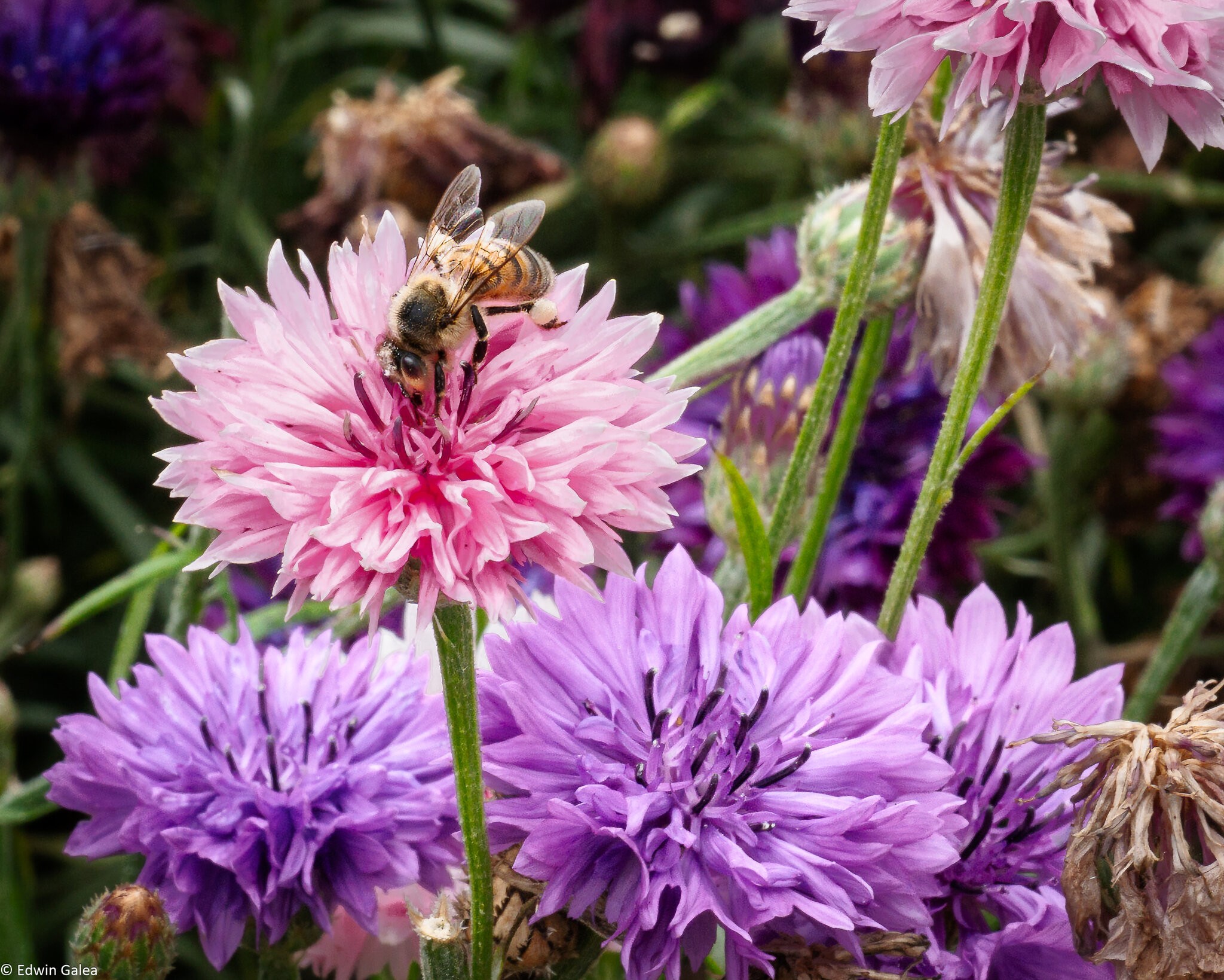 pig in the forest bee in garden-5.jpg