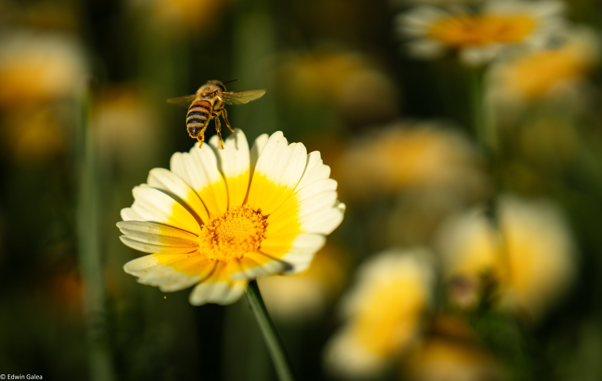 pig in the forest bee leaving daisy-1.jpg