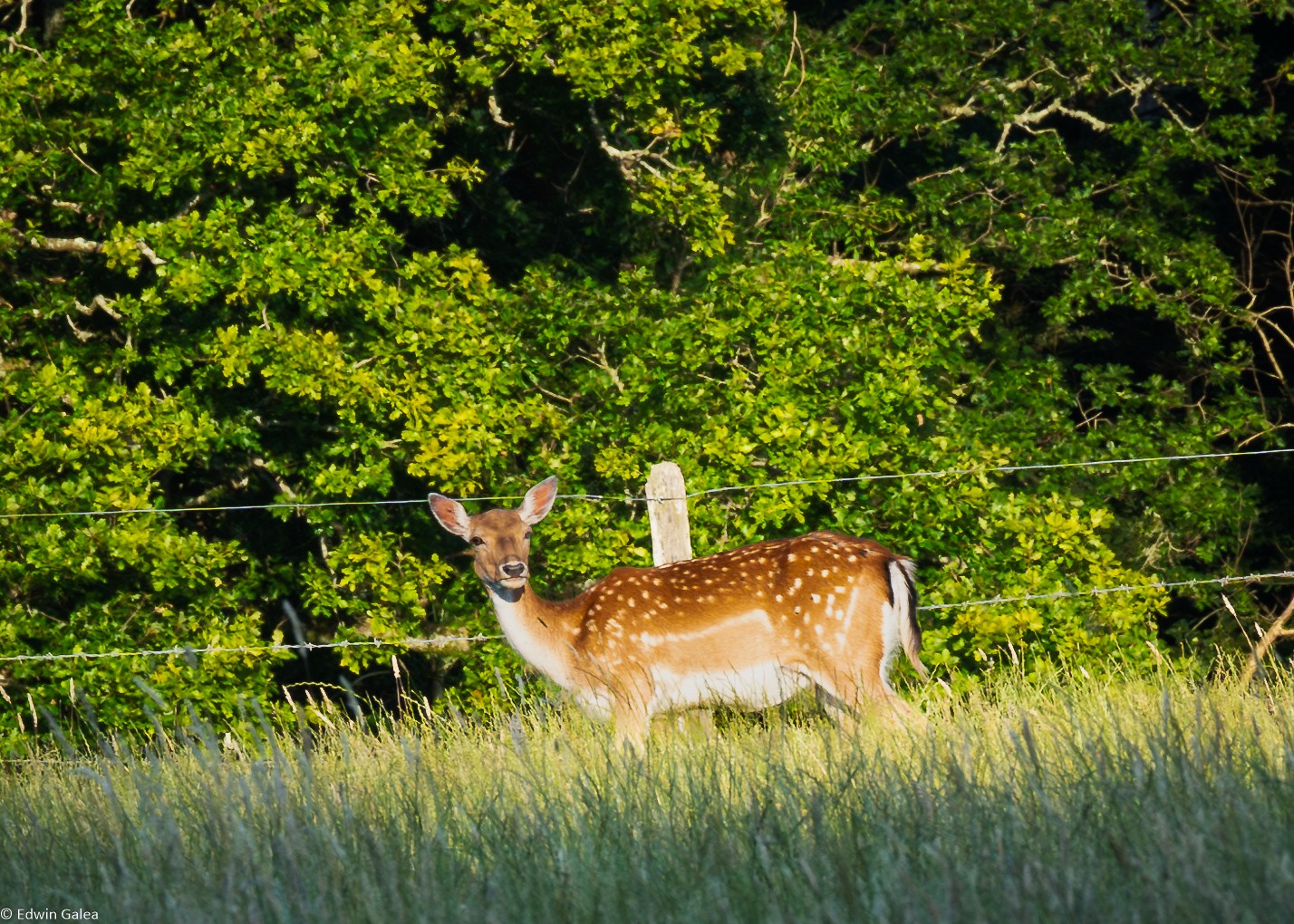 pig in the forest deer-1.jpg