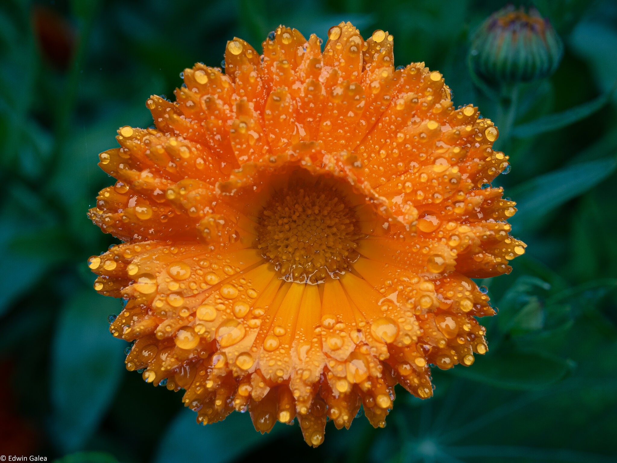 pig in the forest marigold in the rain-2.jpg