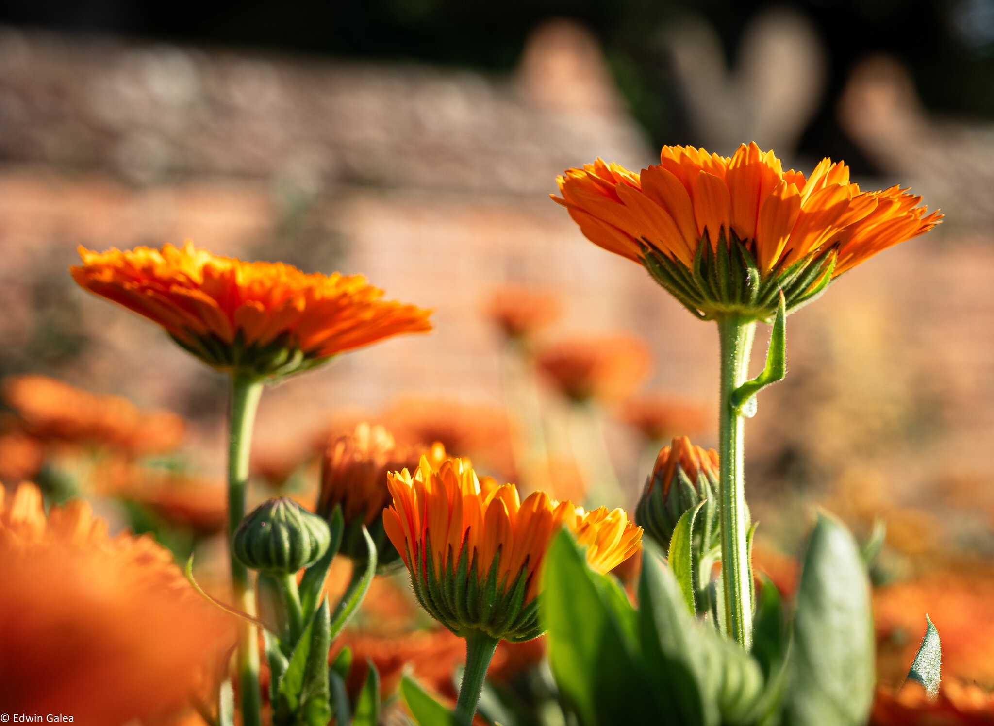 pig in the forest marigolds in the sun-1.jpg