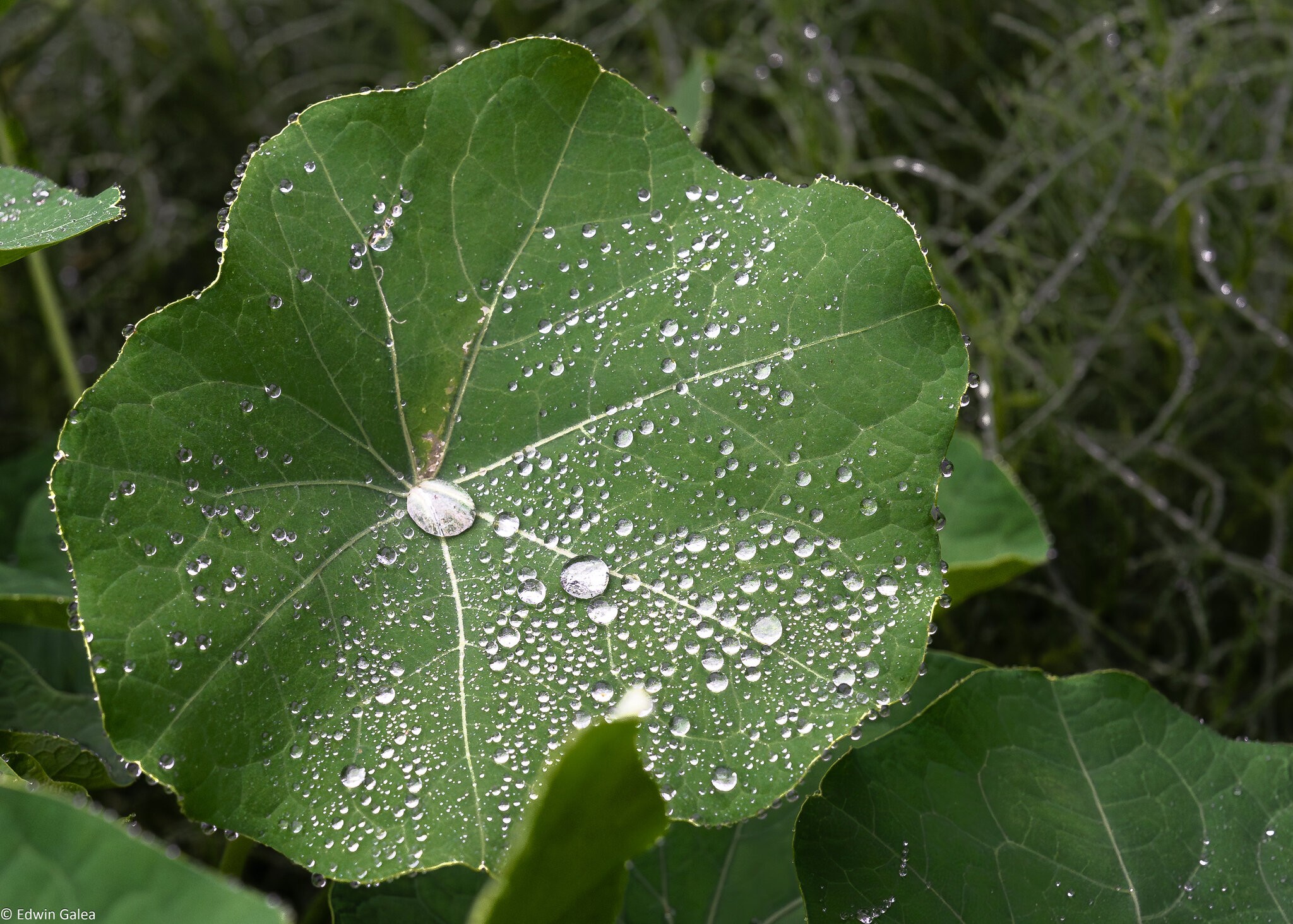 pig in the forest nasturtium in the rain-6.jpg