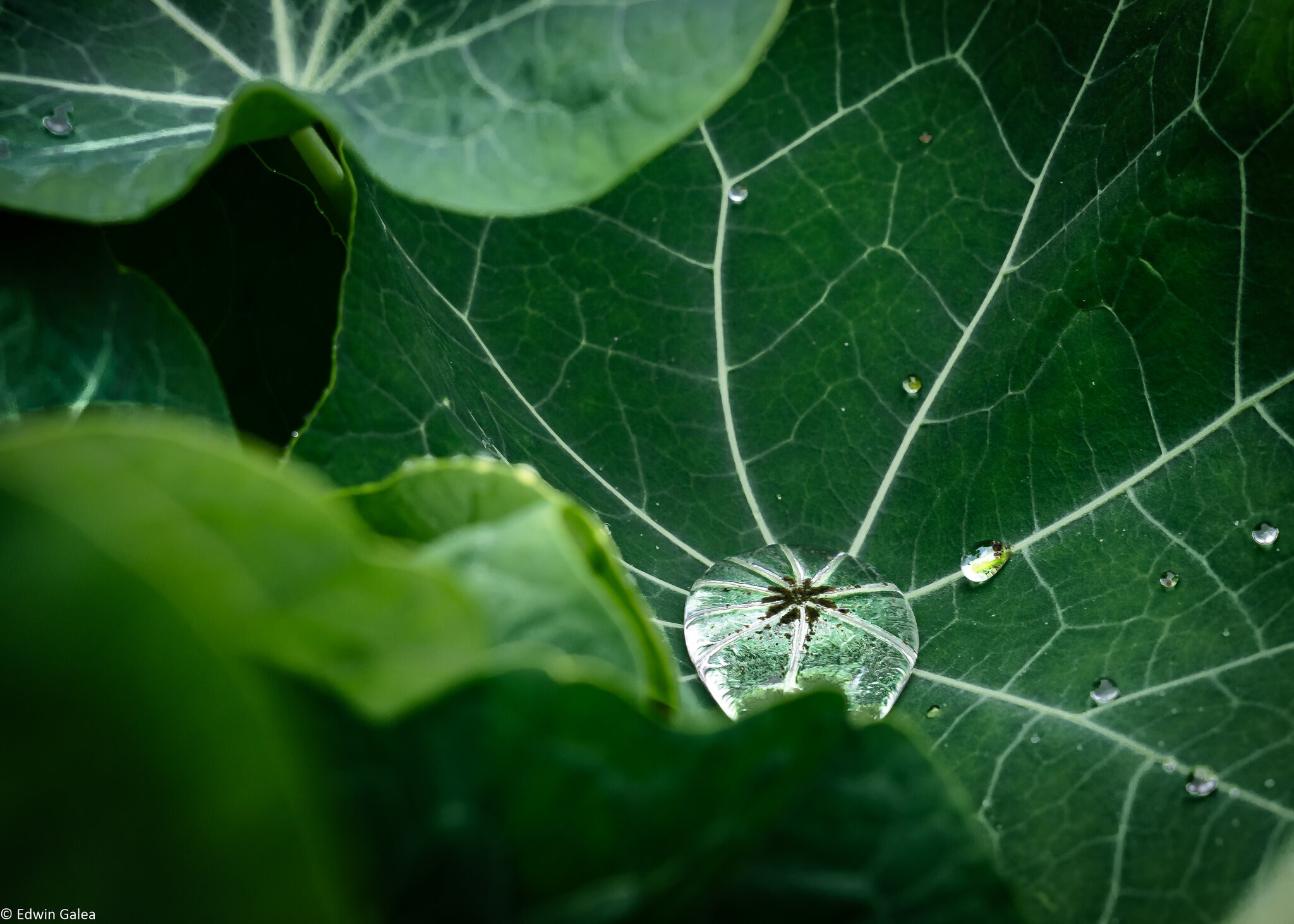 pig in the forest nasturtium in the rain-8.jpg