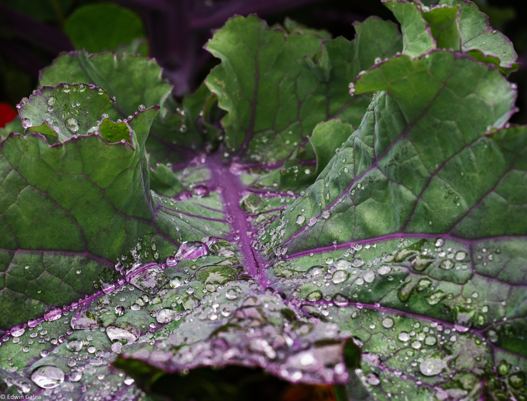 pig in the forest vegetable leaf in the rain-1.jpg