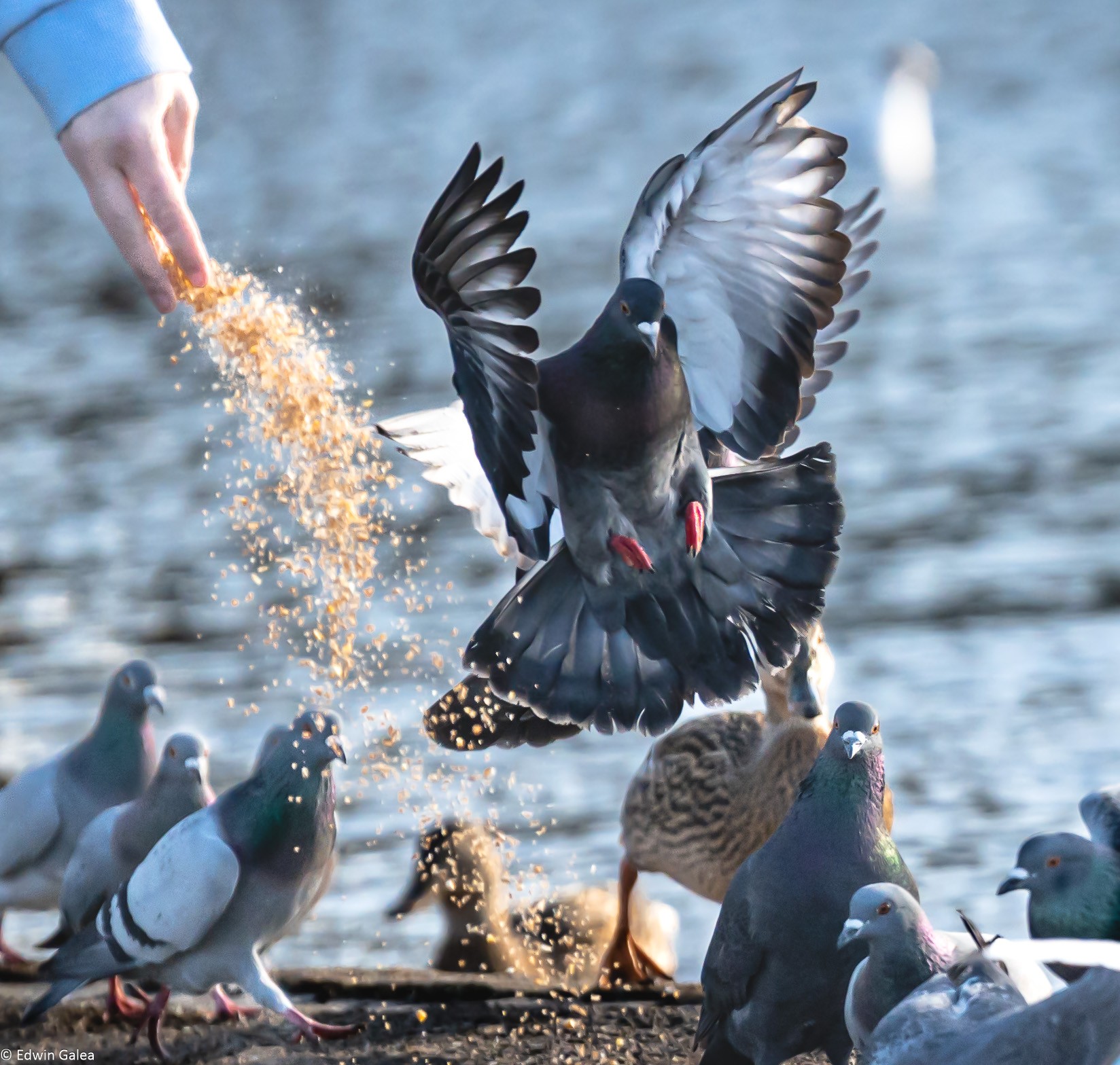 pigeon_feeding-1.jpg