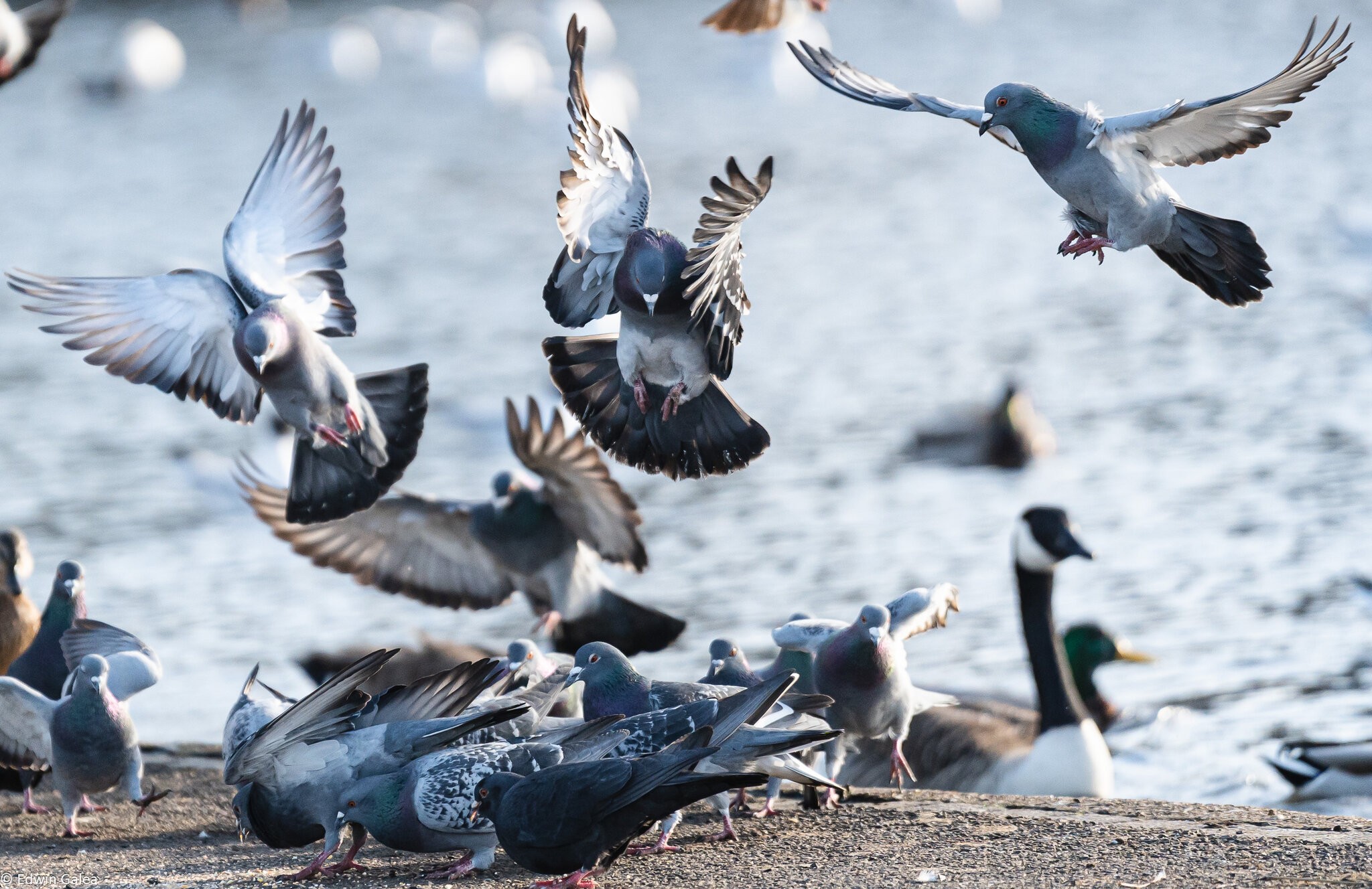 pigeon_feeding-2.jpg