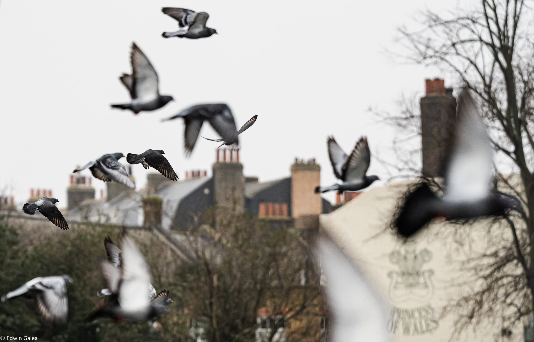 pigeon_flight-1.jpg