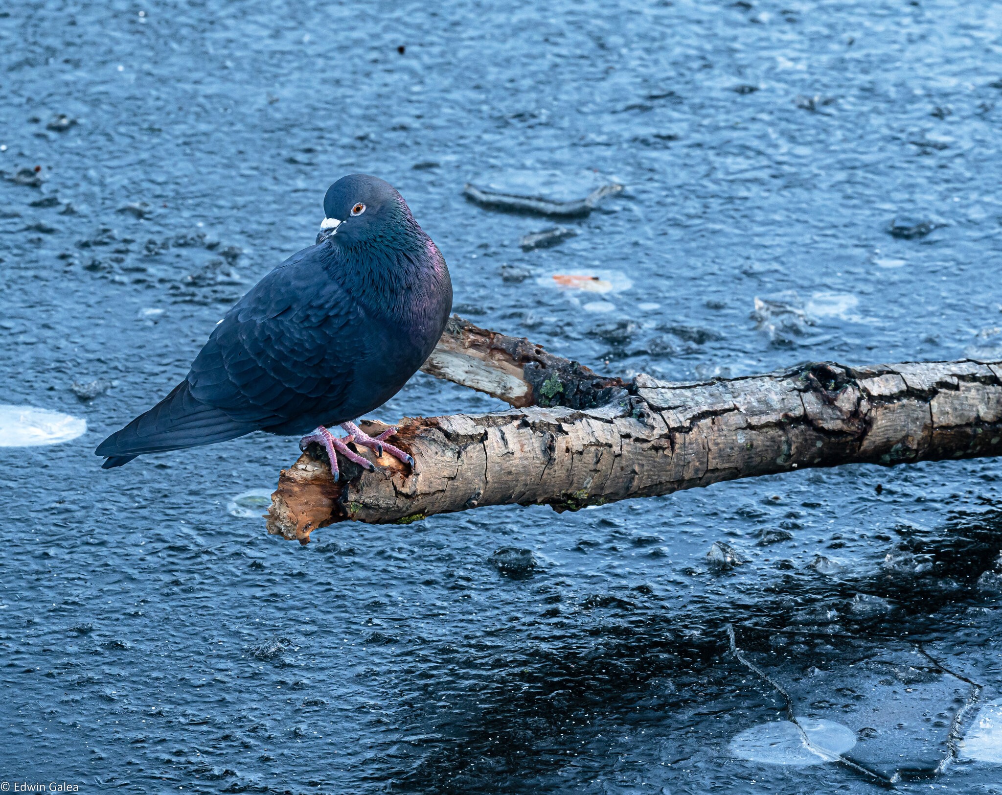 pigeon_frozenpond-1.jpg