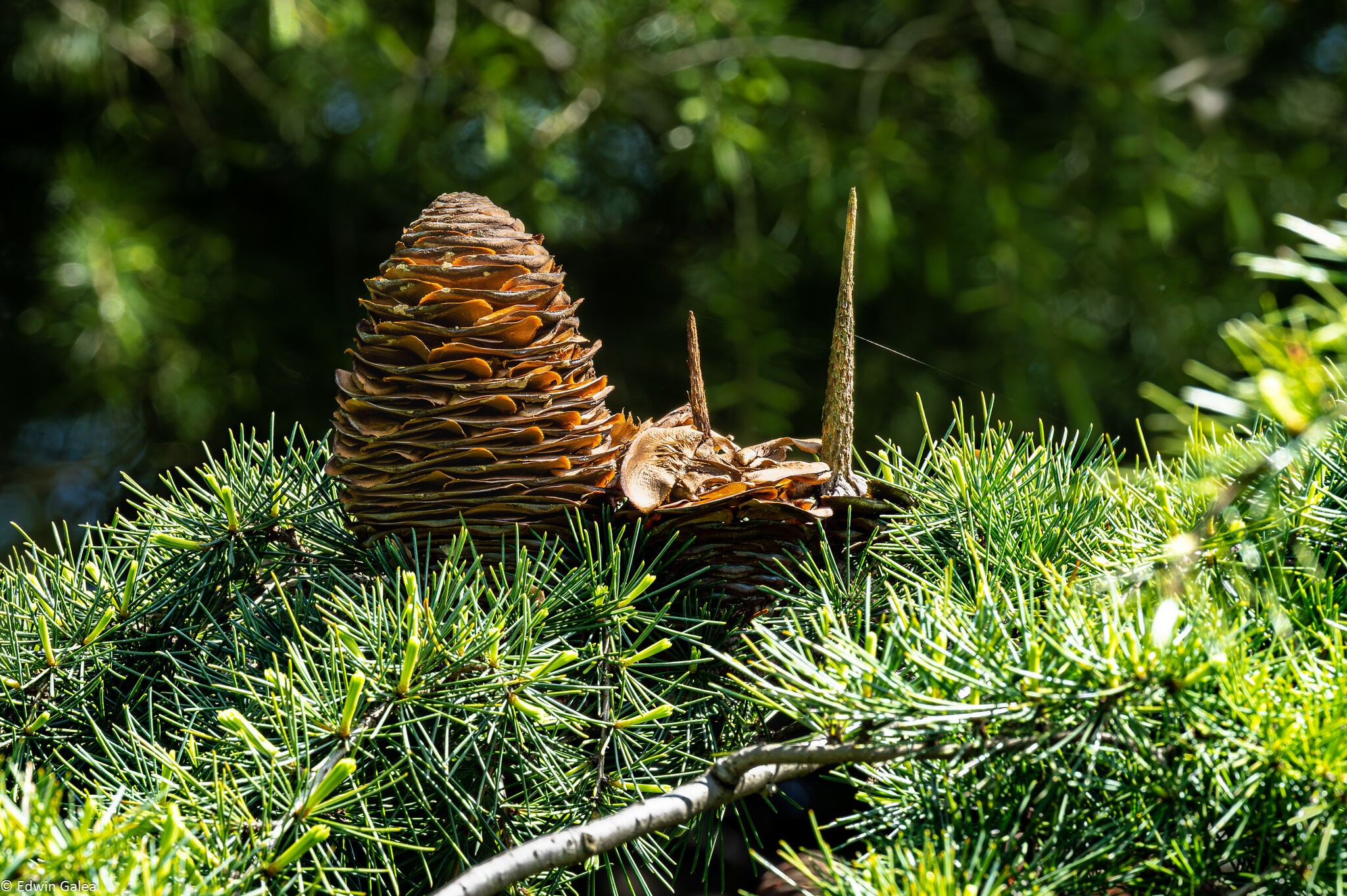 pinecone-1.jpg