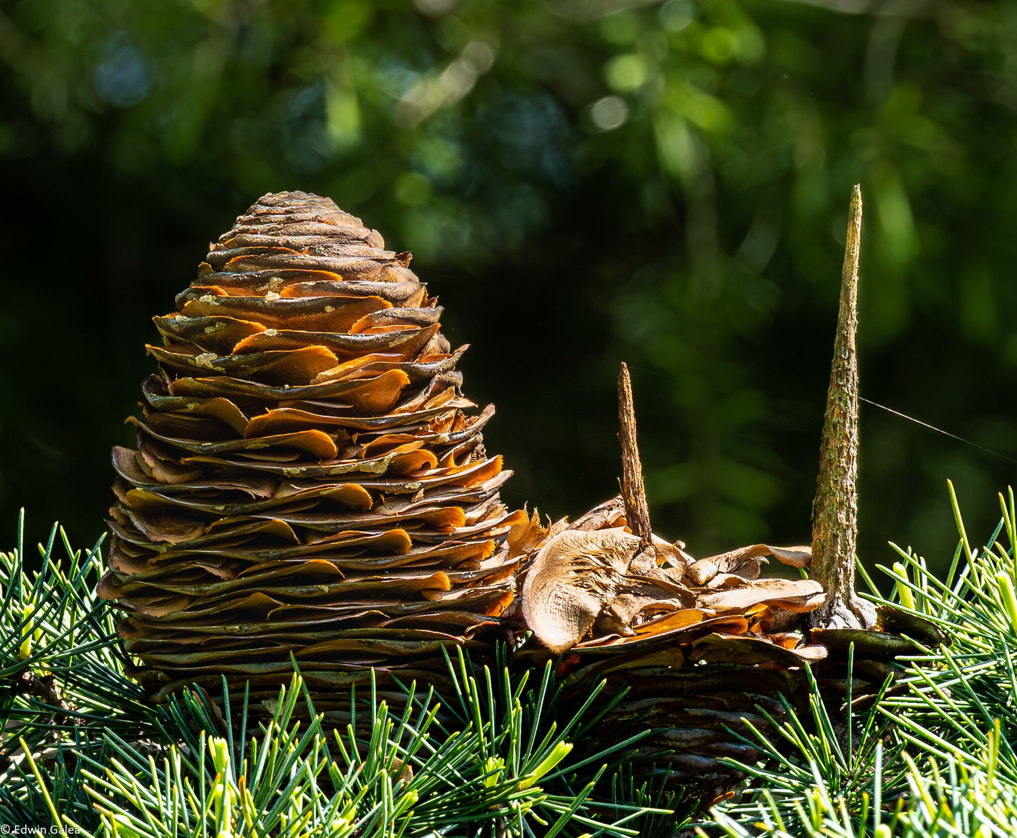 pinecone-4.jpg