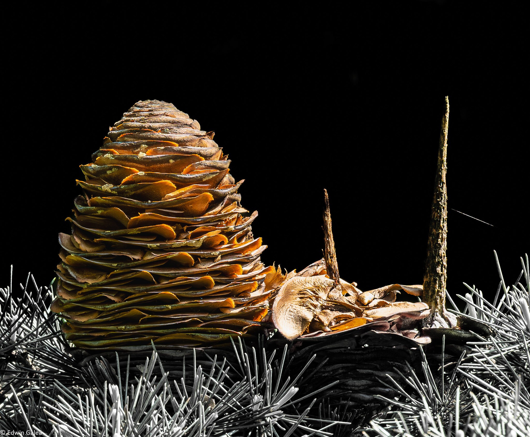 pinecone_BW_backandforeground-4.jpg