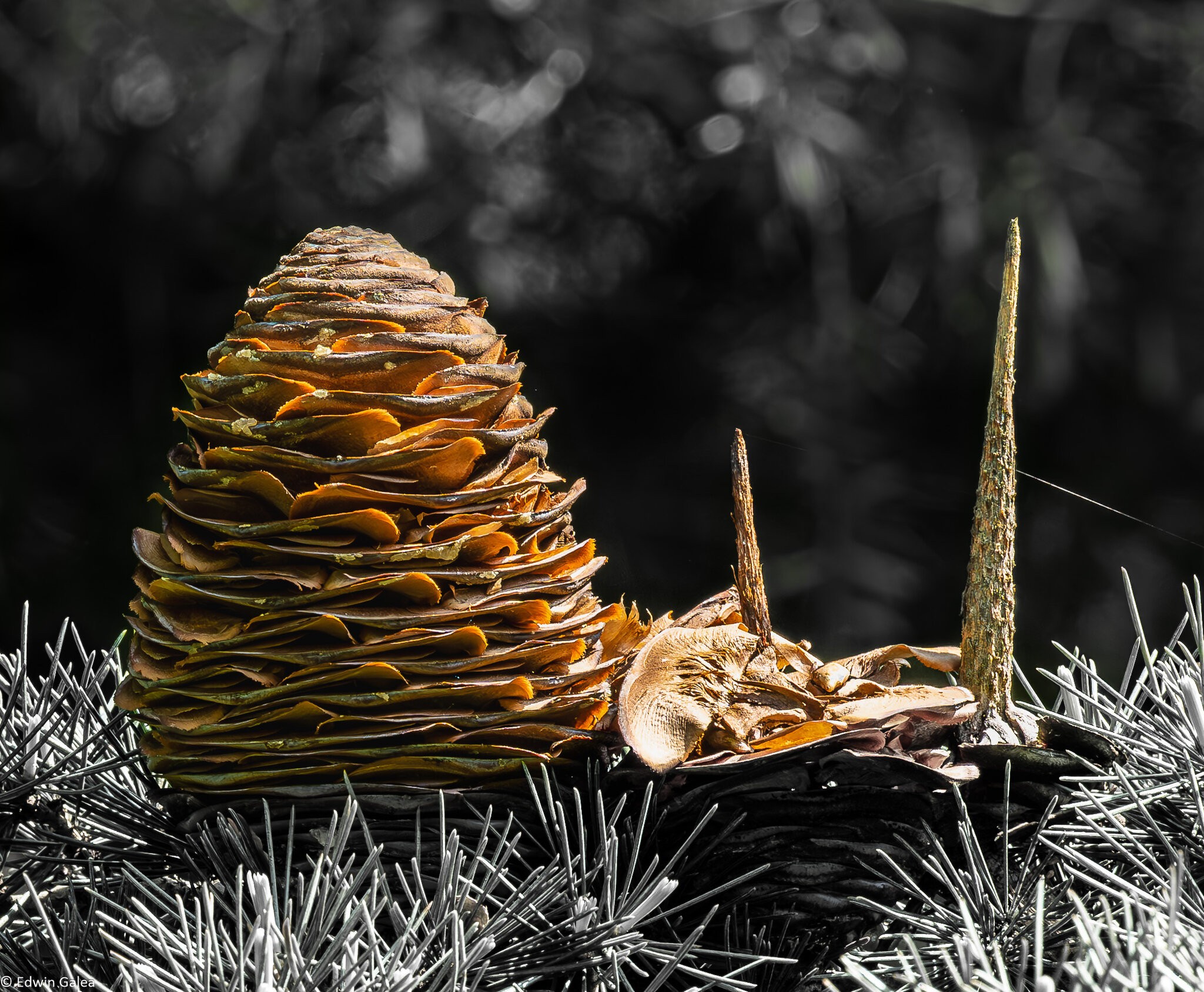 pinecone_colour_BW_backandforeground-4.jpg