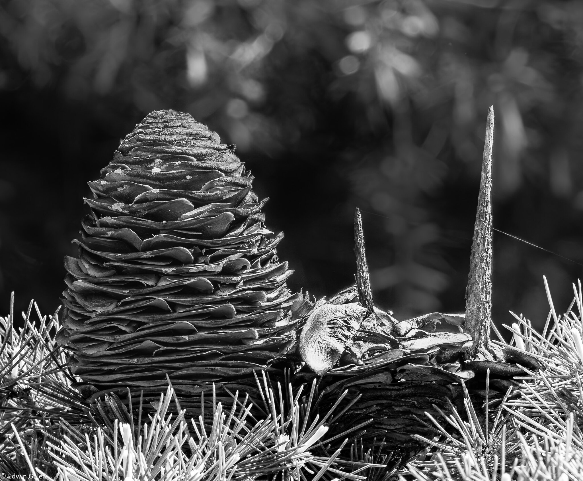 pinecone_IR-4.jpg