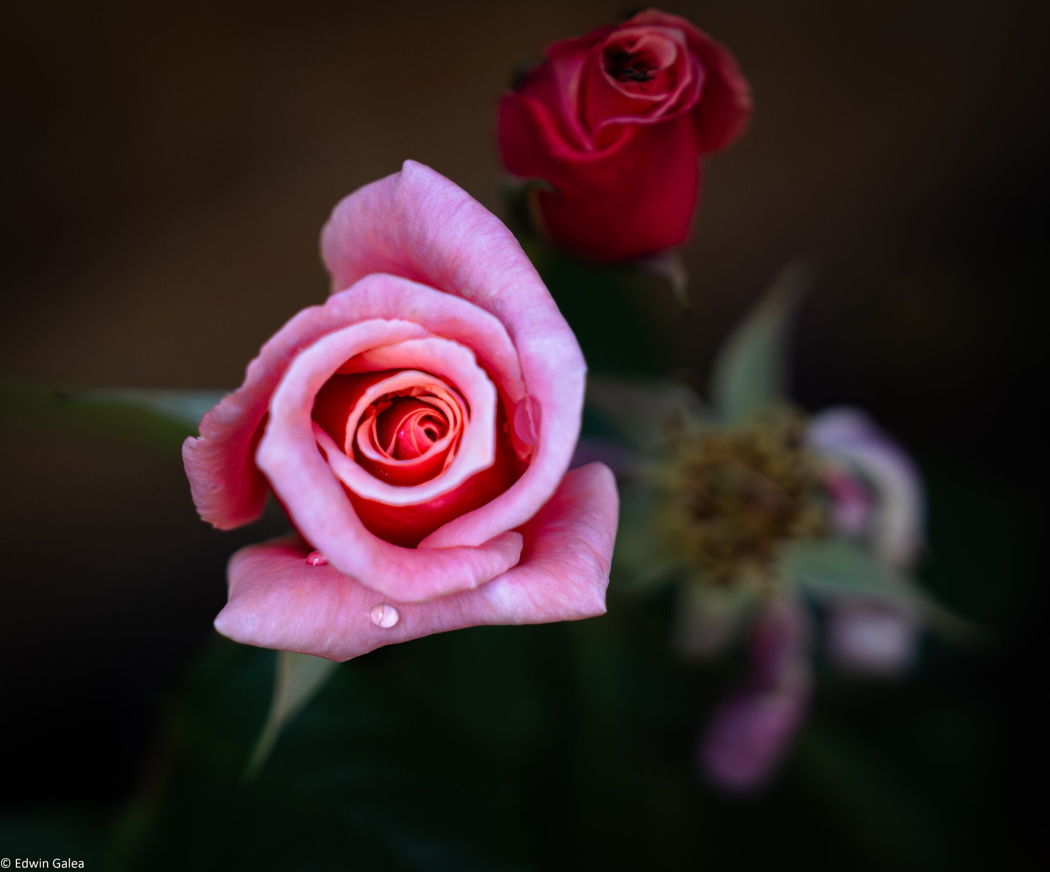 pink and red rose-1.jpg