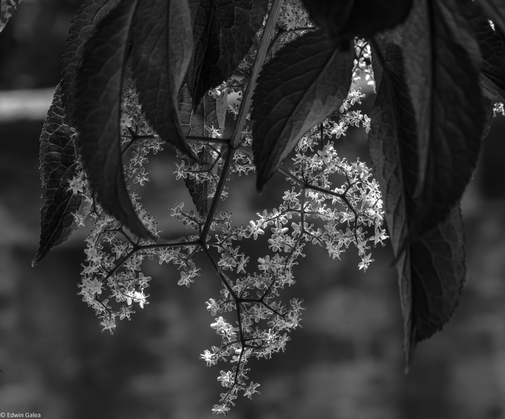 pink_flowers_bw_lc-3.jpg