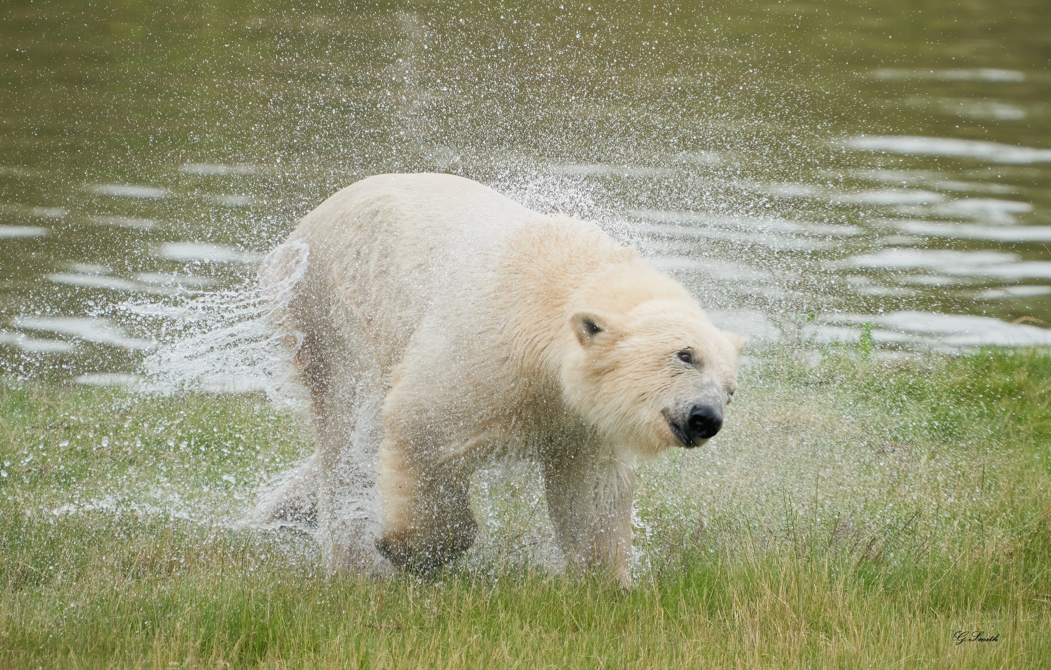 polar drying off.jpg