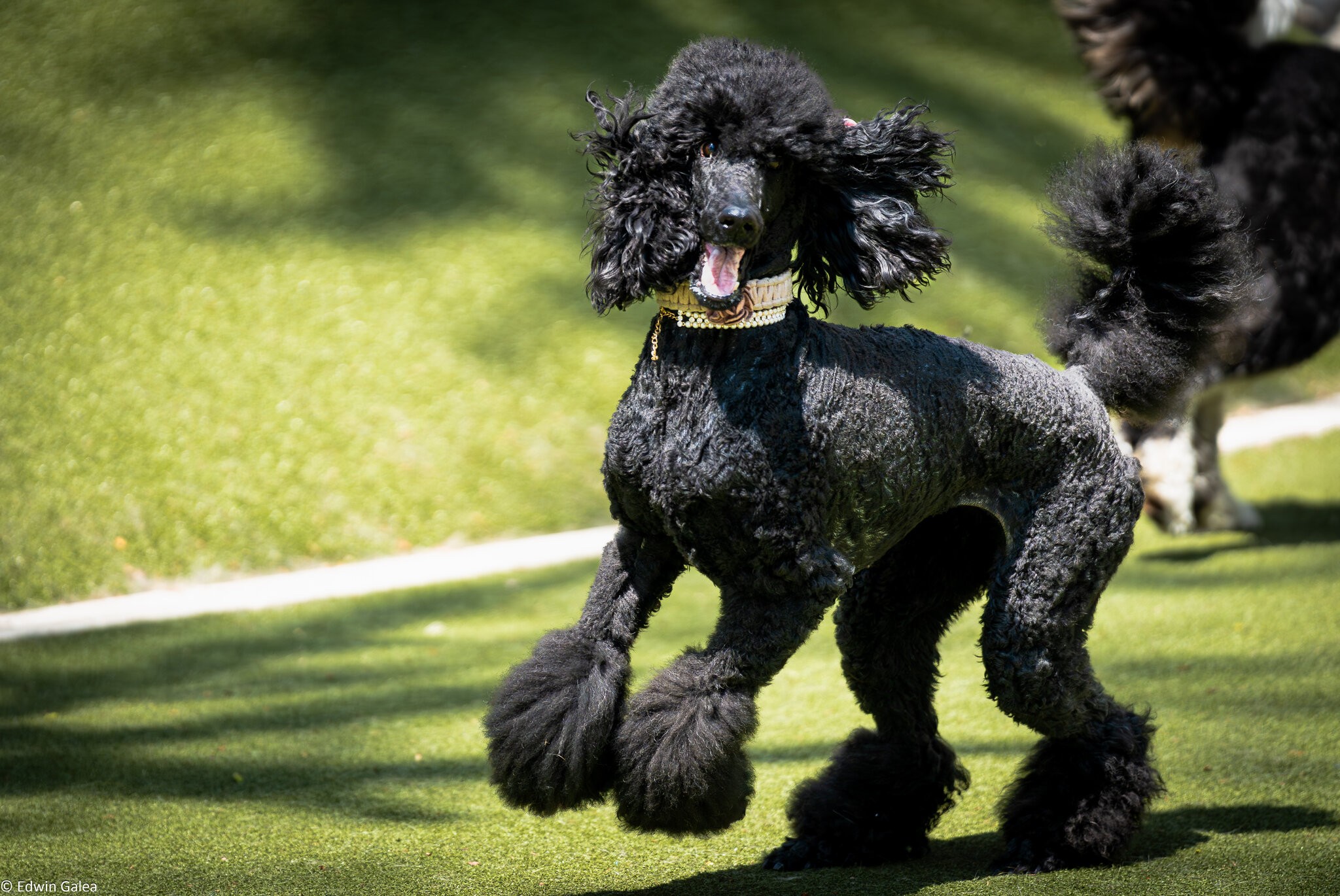 poodle-2.jpg